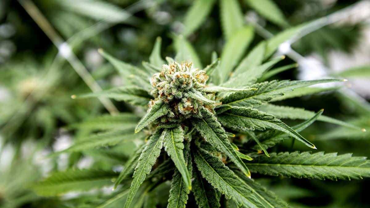 大麻植物的特寫，帶有密集的綠色花蕾和鋸齒狀葉片。