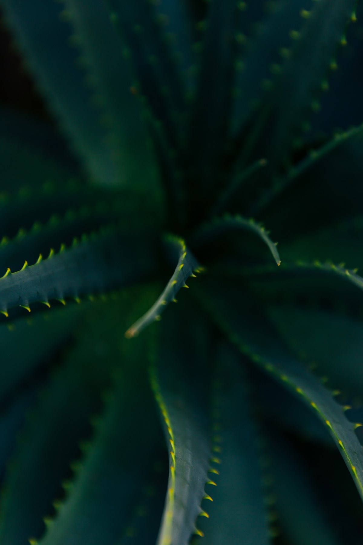 蘆薈植物俯拍視角 壁紙 — 一株帶有深綠色葉片和黃色尖端鋸齒的尖刺蘆薈植物的特寫，柔焦效果。
