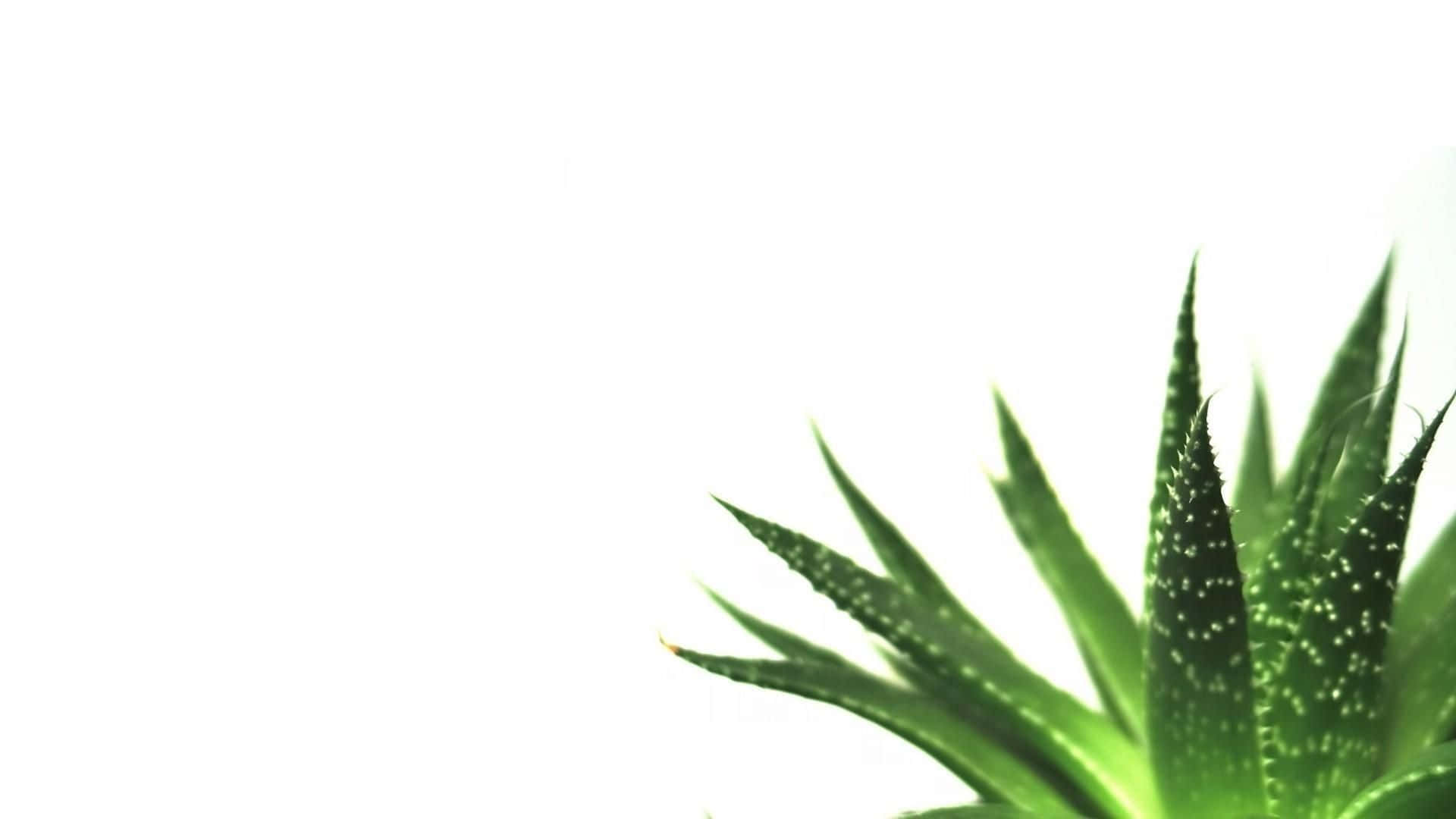 蘆薈簡約綠植桌面 壁紙 — 一株充滿活力的綠色多肉植物，帶有尖刺葉片和白色斑點，在純白背景上顯現。