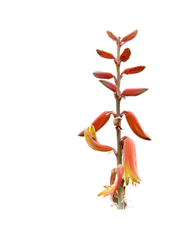 蘆薈綻放花莖 壁紙