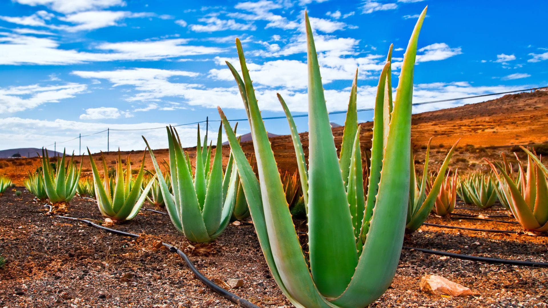 蘆薈農場與藍天 壁紙 — 一排排充滿活力的綠色蘆薈植物在乾旱的土地上延伸，上方是明亮的藍天和蓬鬆的白雲。