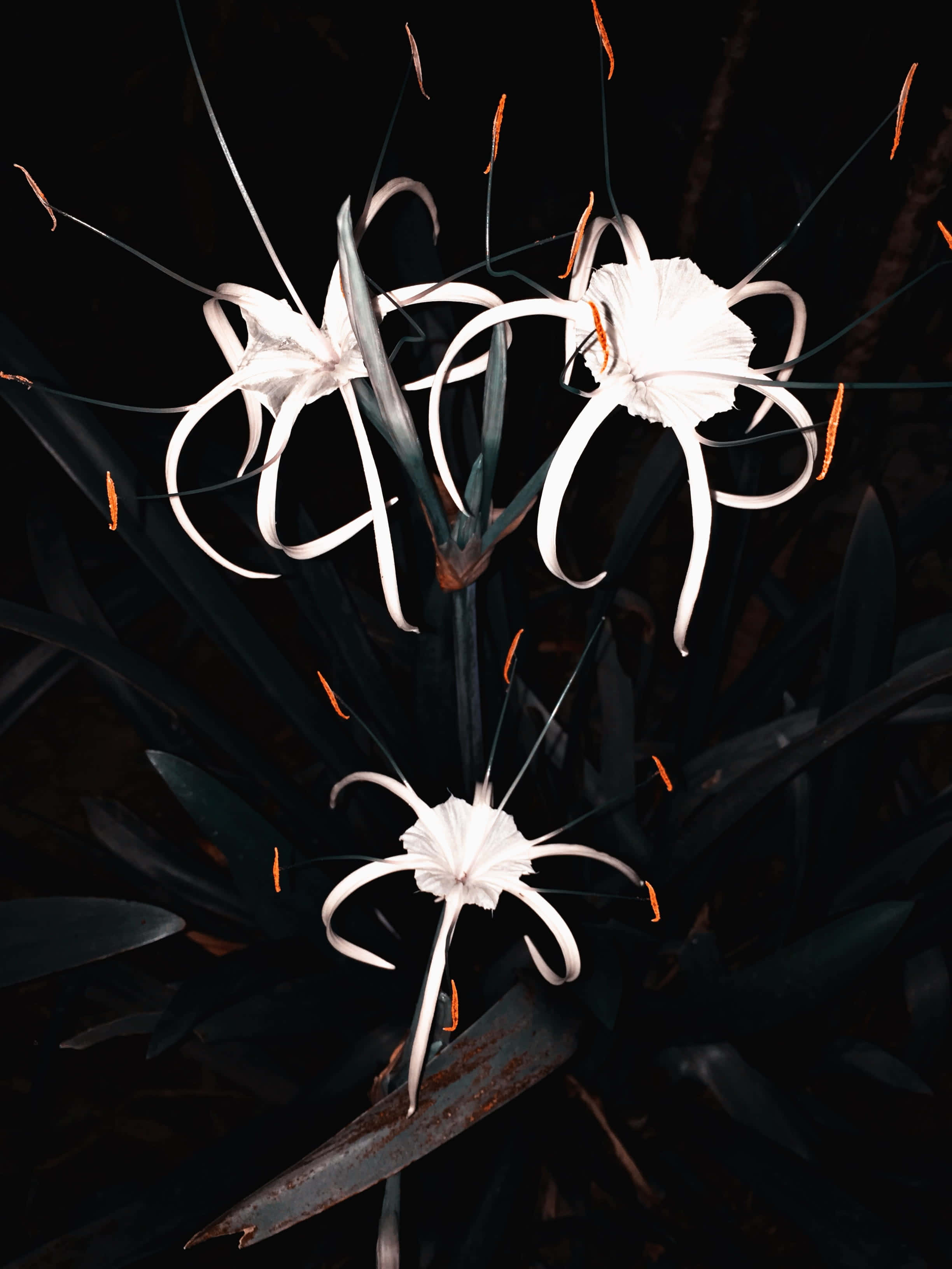 蘇拉威西壯麗的自然風景 壁紙 — 三朵白色蜘蛛百合，花瓣長而捲曲，帶橙色雄蕊，在深色背景上盛開。