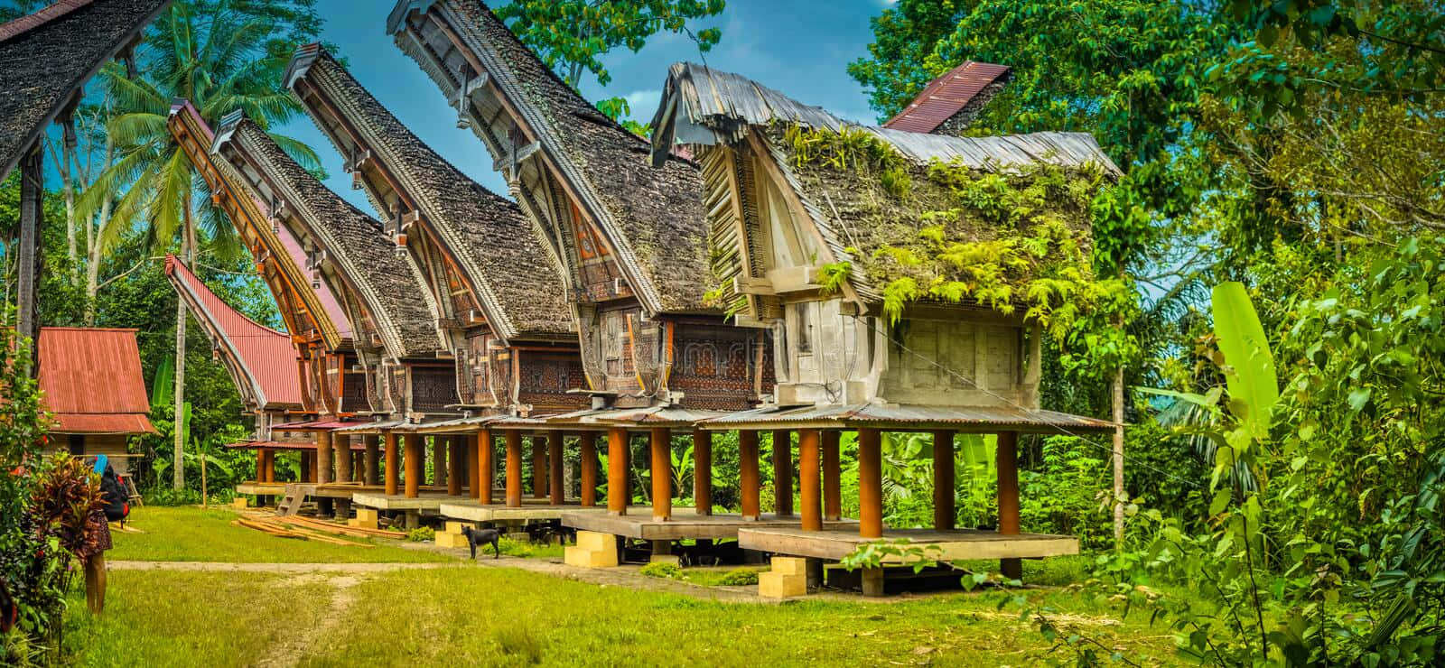 蘇拉威西托拉亞小屋 壁紙 — 傳統高腳屋，陡峭茅草屋頂，隱藏在茂密的熱帶綠色植物中，天空湛藍。