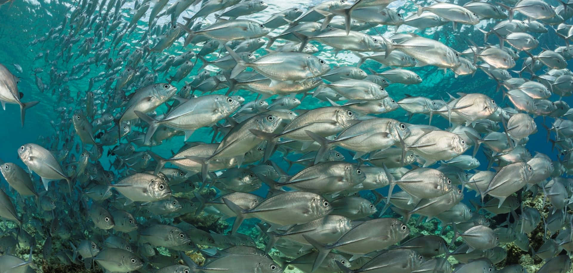 蘇拉威西海之天堂 壁紙 — 一群密集的銀色魚群在珊瑚礁上方的碧綠海水中游動。