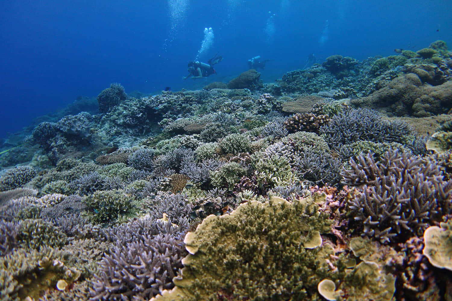 蘇祿海珊瑚礁水下攝影 壁紙 — 潛水員在清澈的藍色海水中探索充滿紋理的紫色、綠色和棕色珊瑚礁。