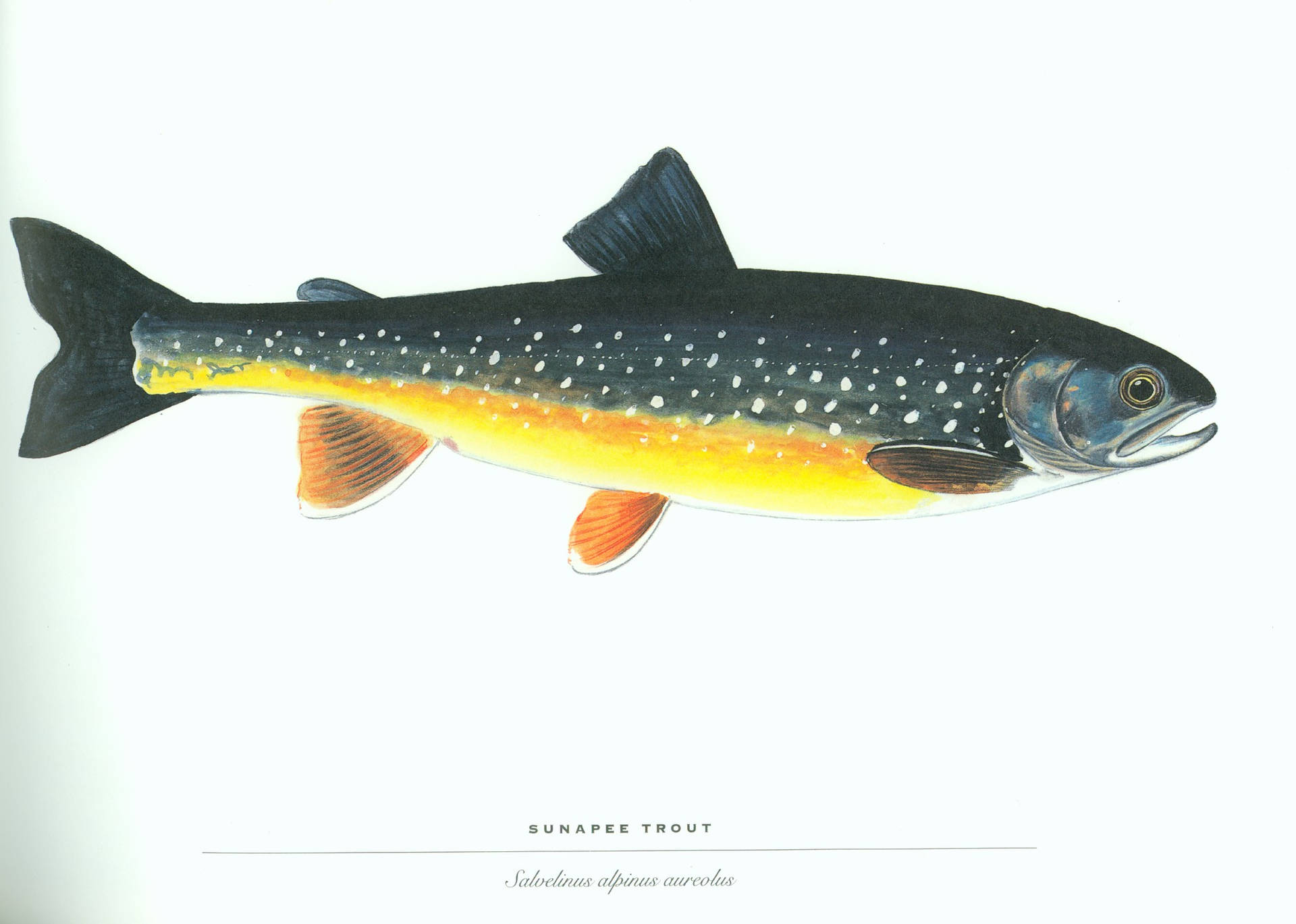 一條Sunapee鱒魚的科學插圖，黑色身體帶有白色斑點和橙色魚鰭。