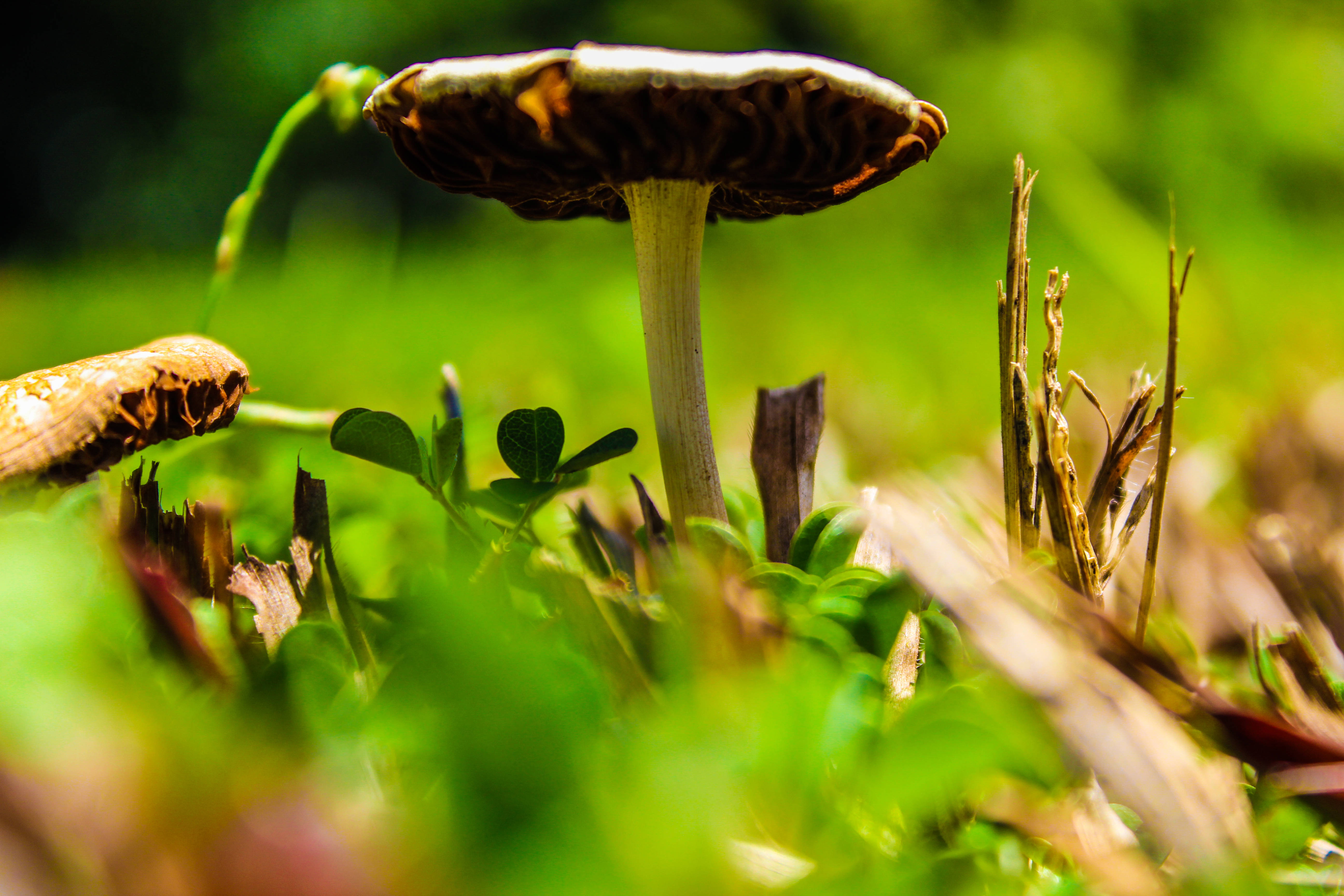 蘇里南蘑菇 壁紙 — 特寫鏡頭：一顆棕色傘狀蘑菇在明亮陽光下，生長於充滿活力的綠草和三葉草之間。