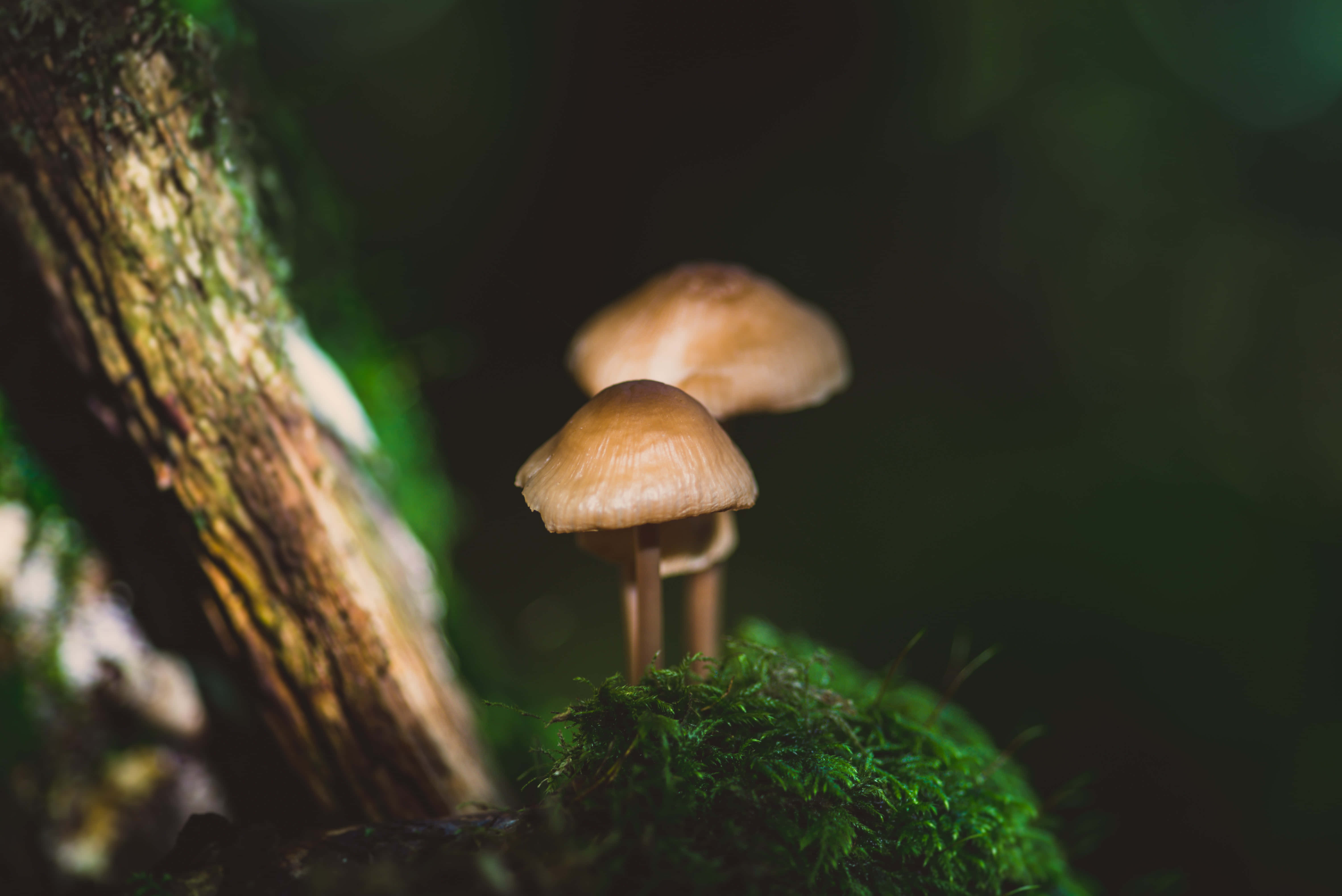 蘑菇圖片 壁紙