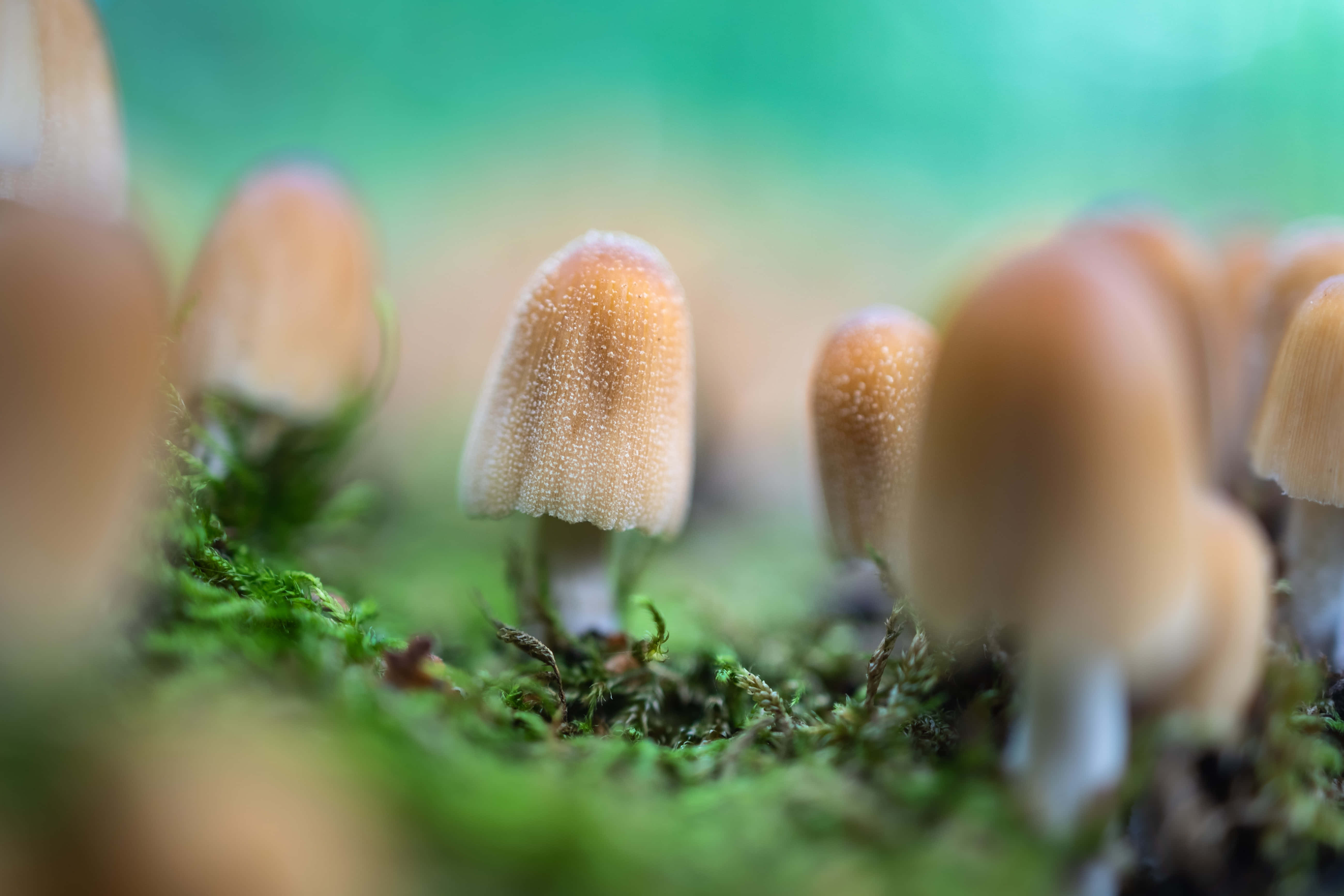 蘑菇圖片 壁紙