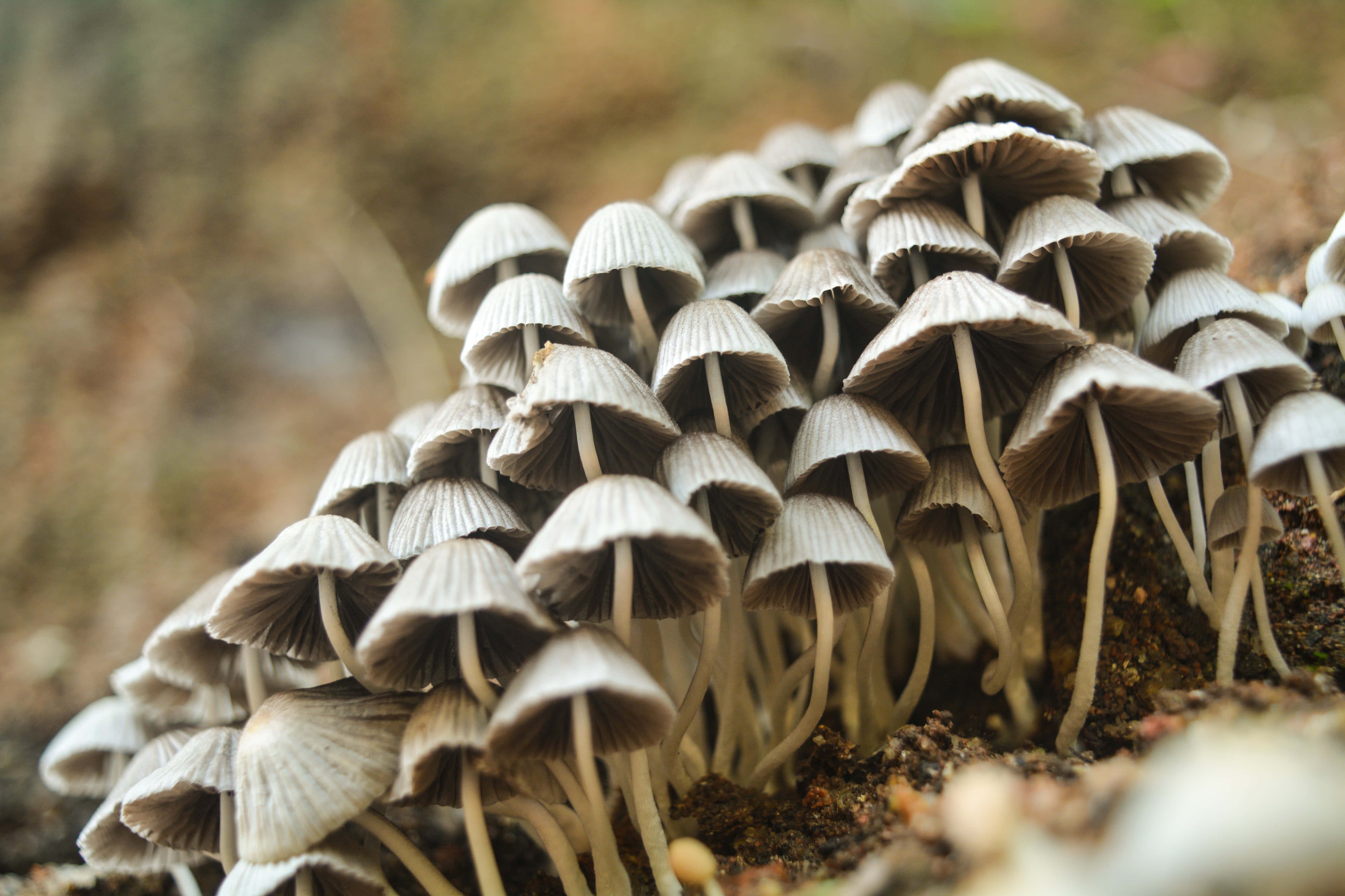 蘑菇圖片 壁紙