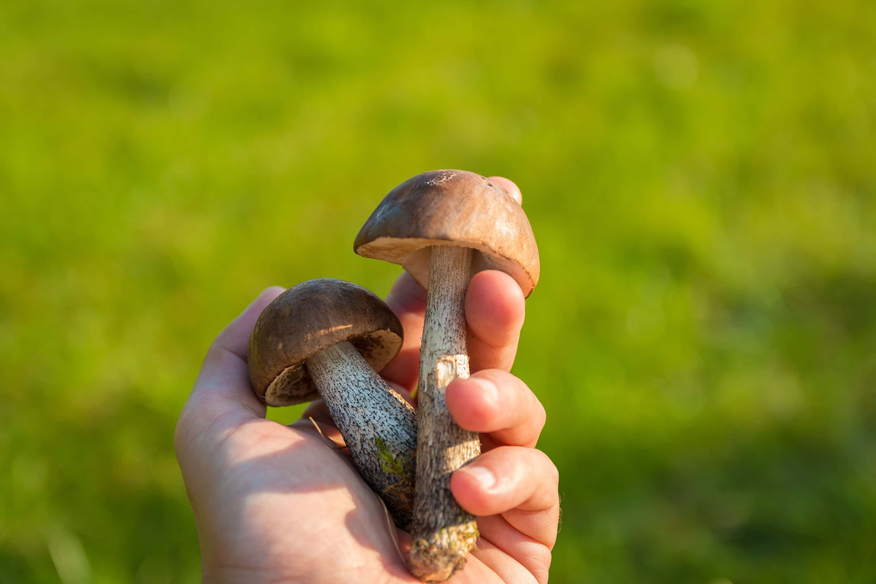 蘑菇圖片 壁紙