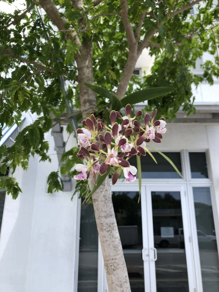 紫色和白色的蘭花在帶玻璃門的白色建築附近的樹上生長。