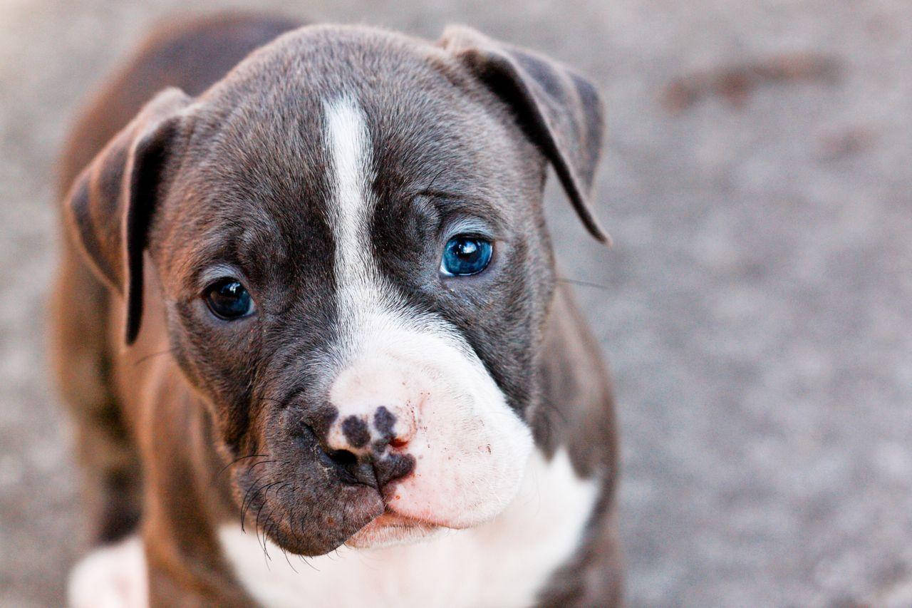 虎斑毛鬥牛犬幼犬 壁紙 — 比特犬幼犬的特寫，擁有引人注目的藍色眼睛和臉上的白色斑紋，直視鏡頭。