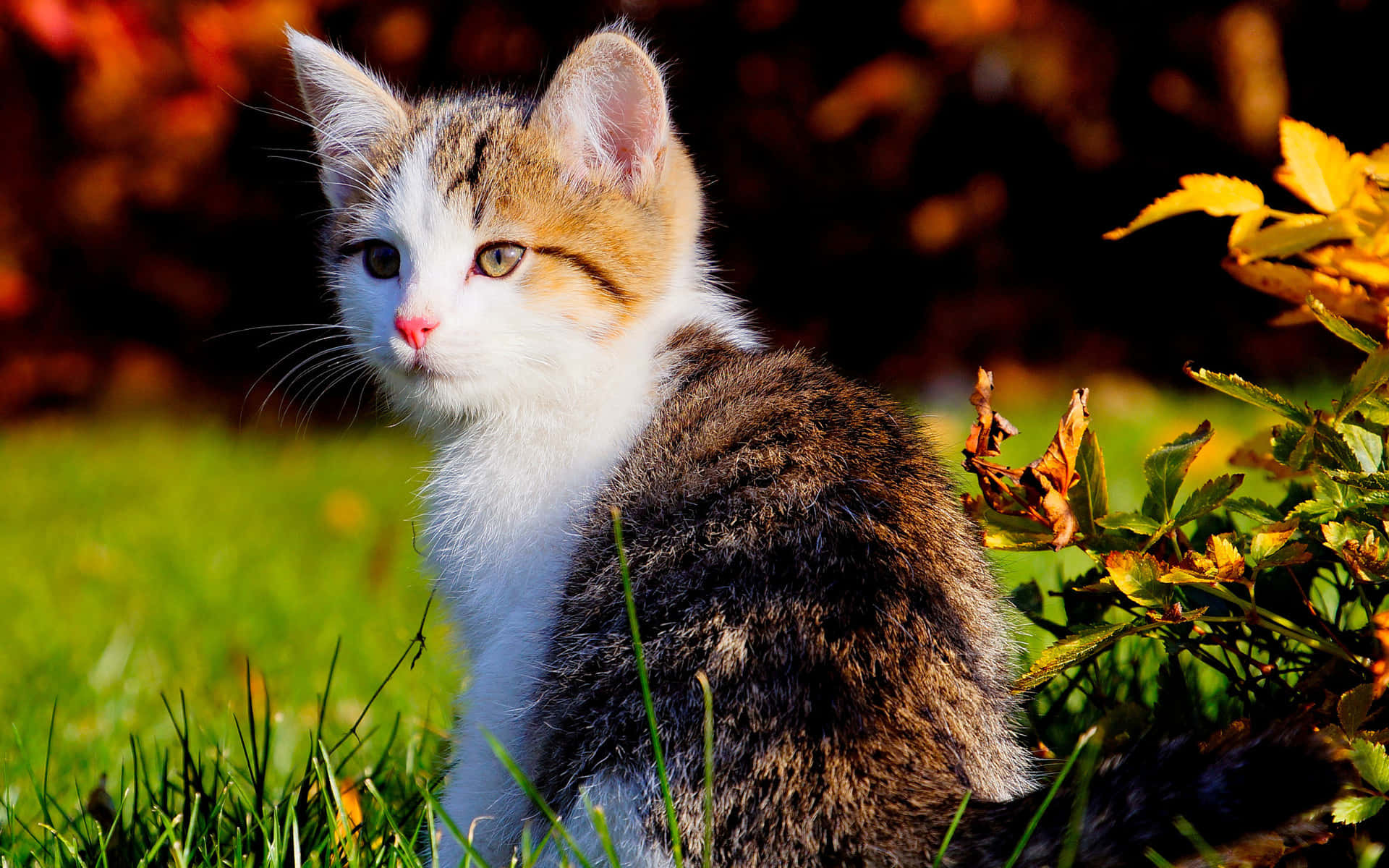 虎斑猫幼猫图 壁紙 — 一隻毛茸茸嘅三色貓BB，綠色眼睛，警覺咁坐喺陽光普照嘅草地上，旁邊有秋天落葉。