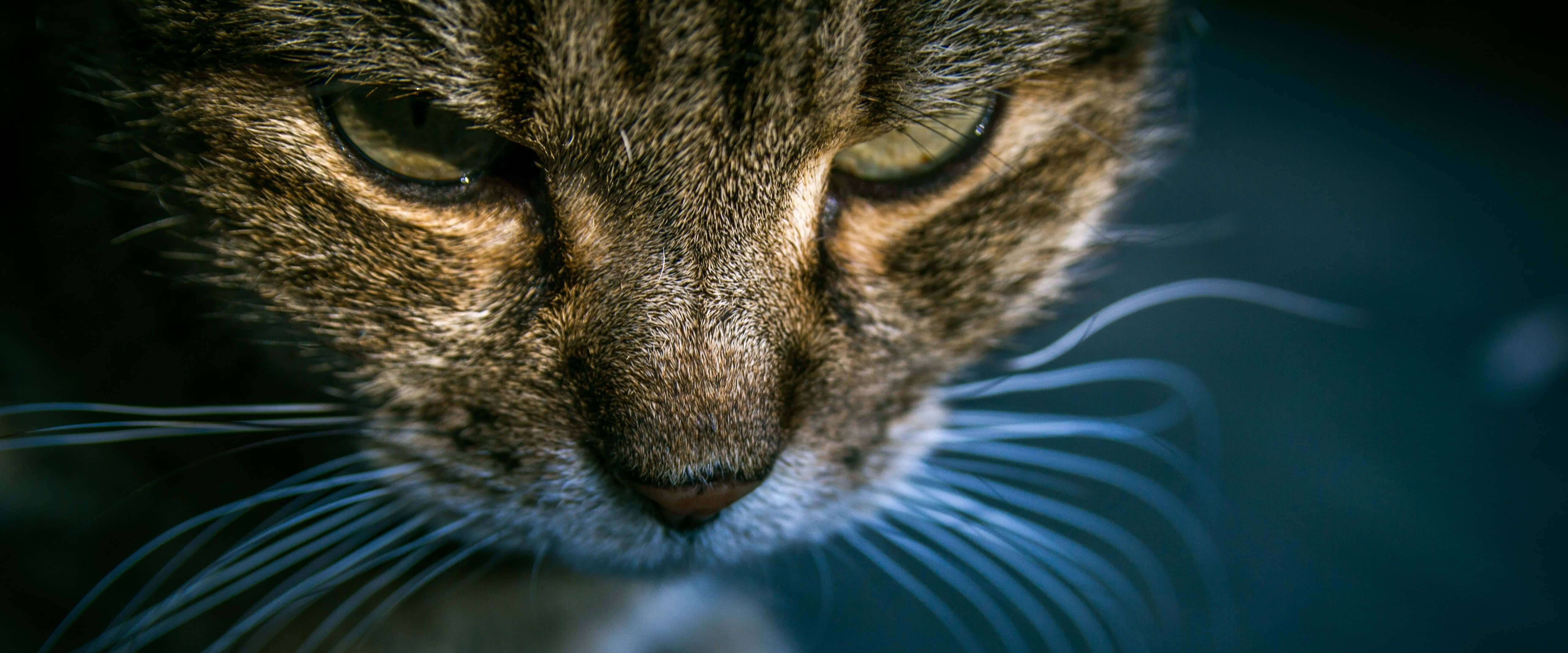 Tabby Cat 桌布 壁紙 — 虎斑貓嘅特寫，銳利嘅鬍鬚同柔軟嘅毛髮，喺深藍色背景上展現出強烈嘅眼神。