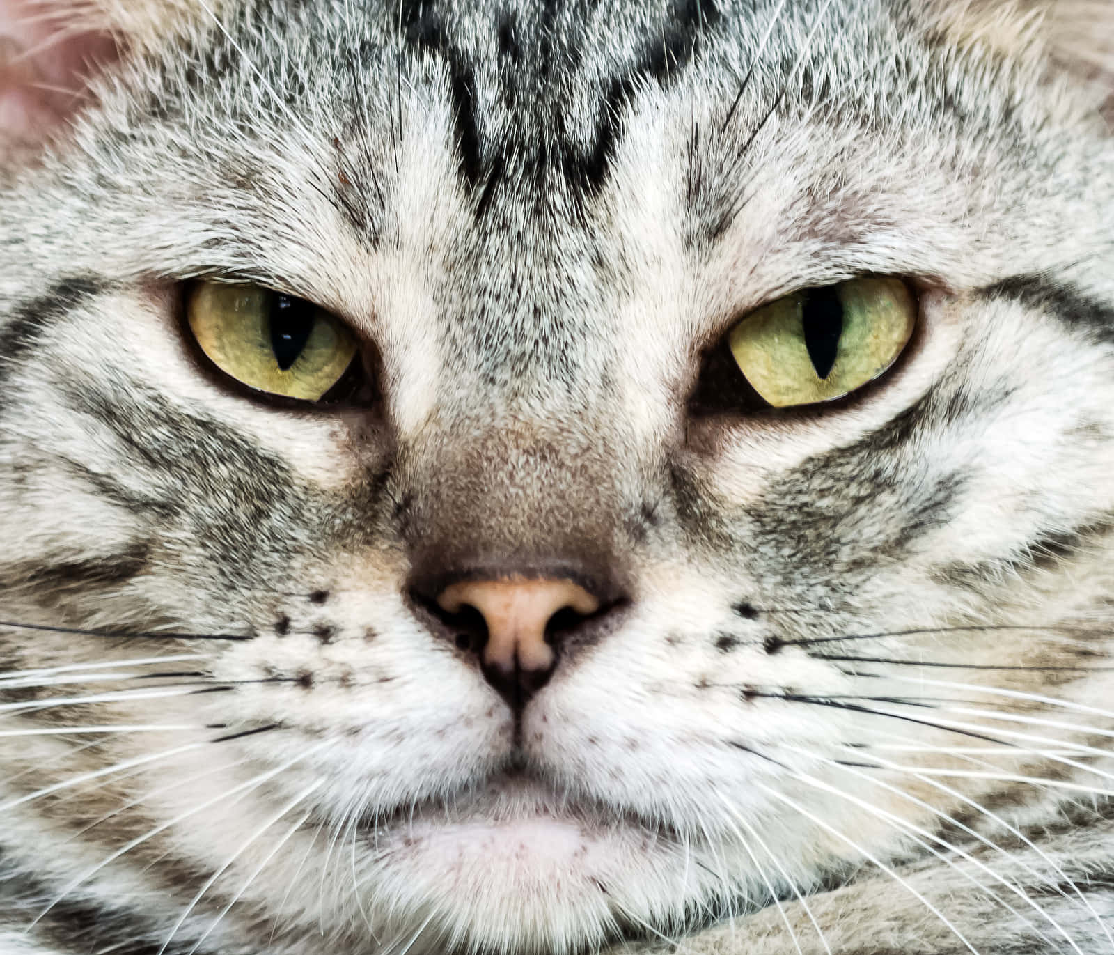 American Shorthair 桌布 壁紙 — 虎斑貓強烈綠色眼睛和細緻毛髮質感的特寫。
