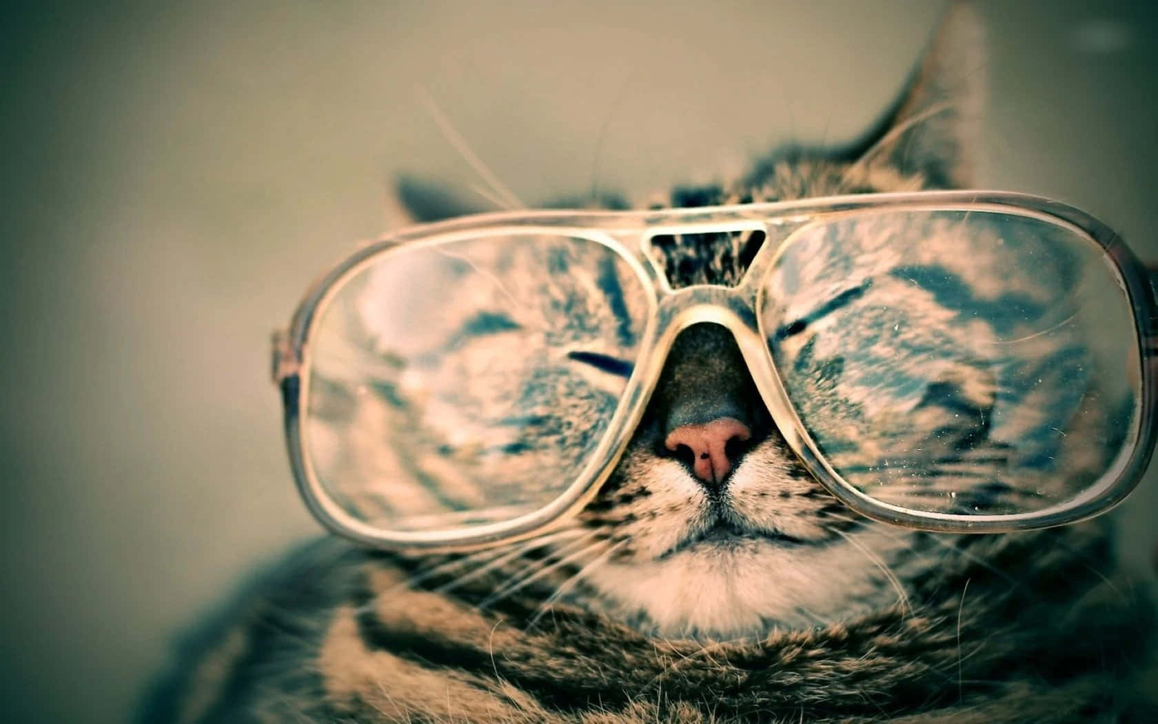 Cool Cat 桌布 壁紙 — 虎斑貓戴著超大太陽眼鏡的特寫，鏡片中可見其倒影。