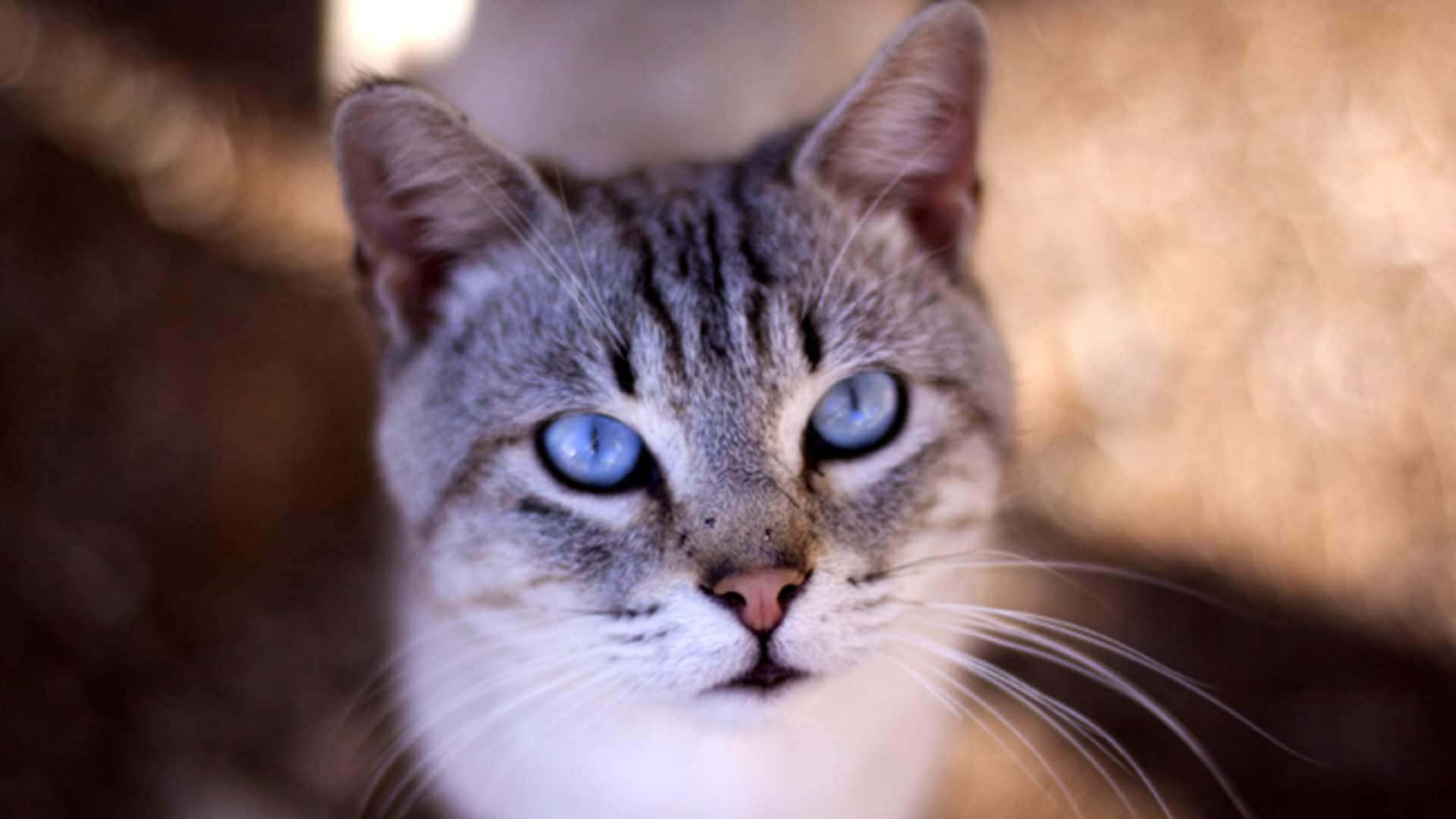 Ojos Azules Cat 桌布 壁紙 — 虎斑貓特寫，擁有引人注目的藍色眼睛，在溫暖模糊的背景前專注地凝視鏡頭。