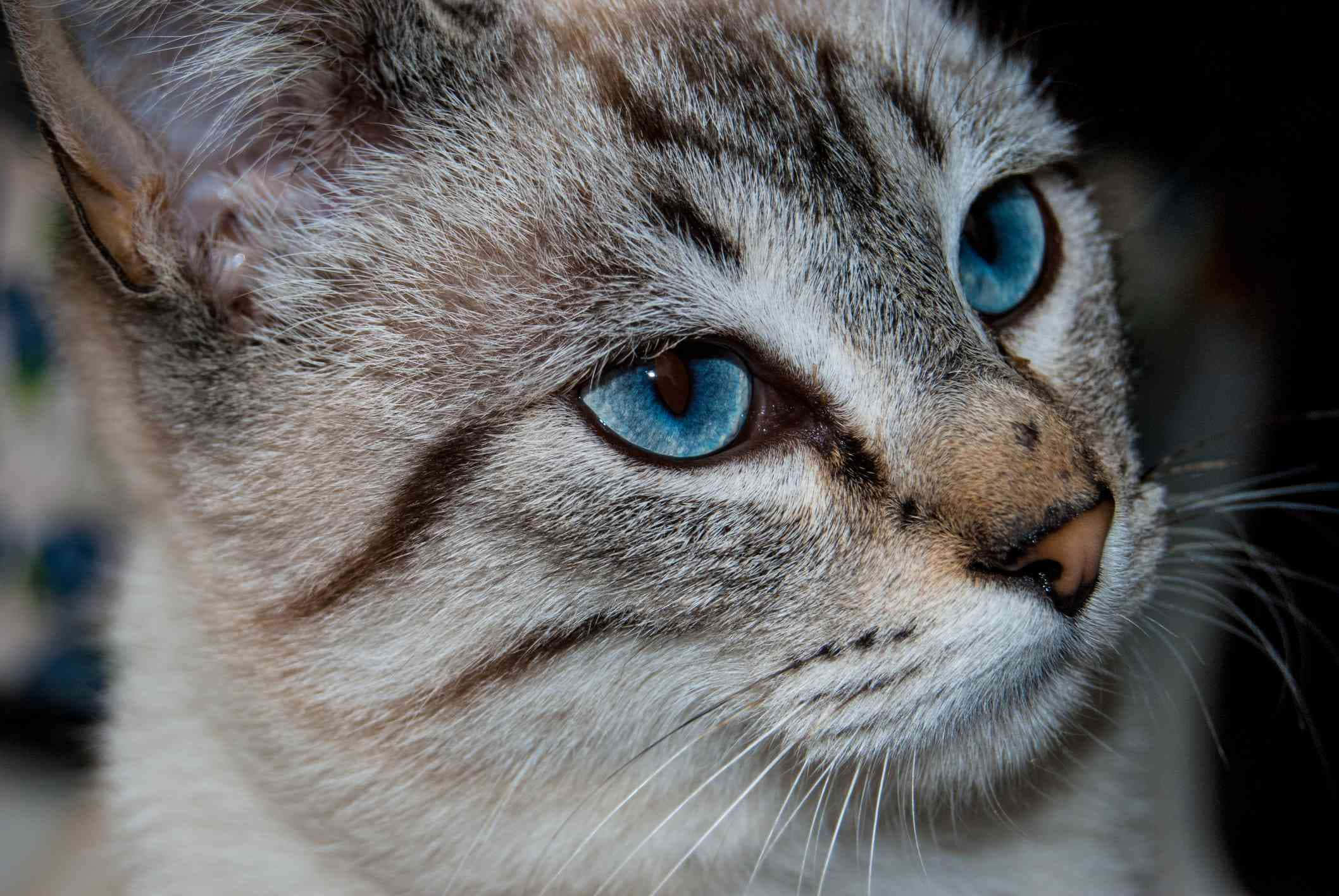 Ojos Azules Cat 桌布 壁紙 — 虎斑貓特寫，擁有引人注目的藍色眼睛，在黑暗模糊的背景前凝視。