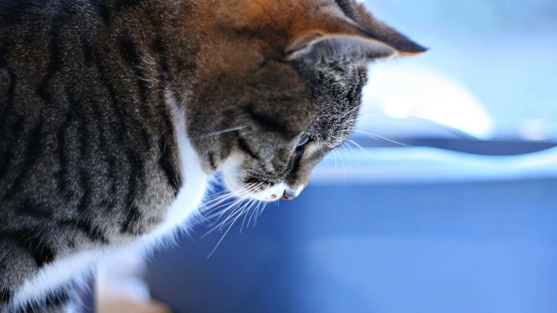 Tabby Cat 桌布 壁紙 — 虎斑貓白色胸毛向下望嘅特寫，背景係模糊嘅藍色。