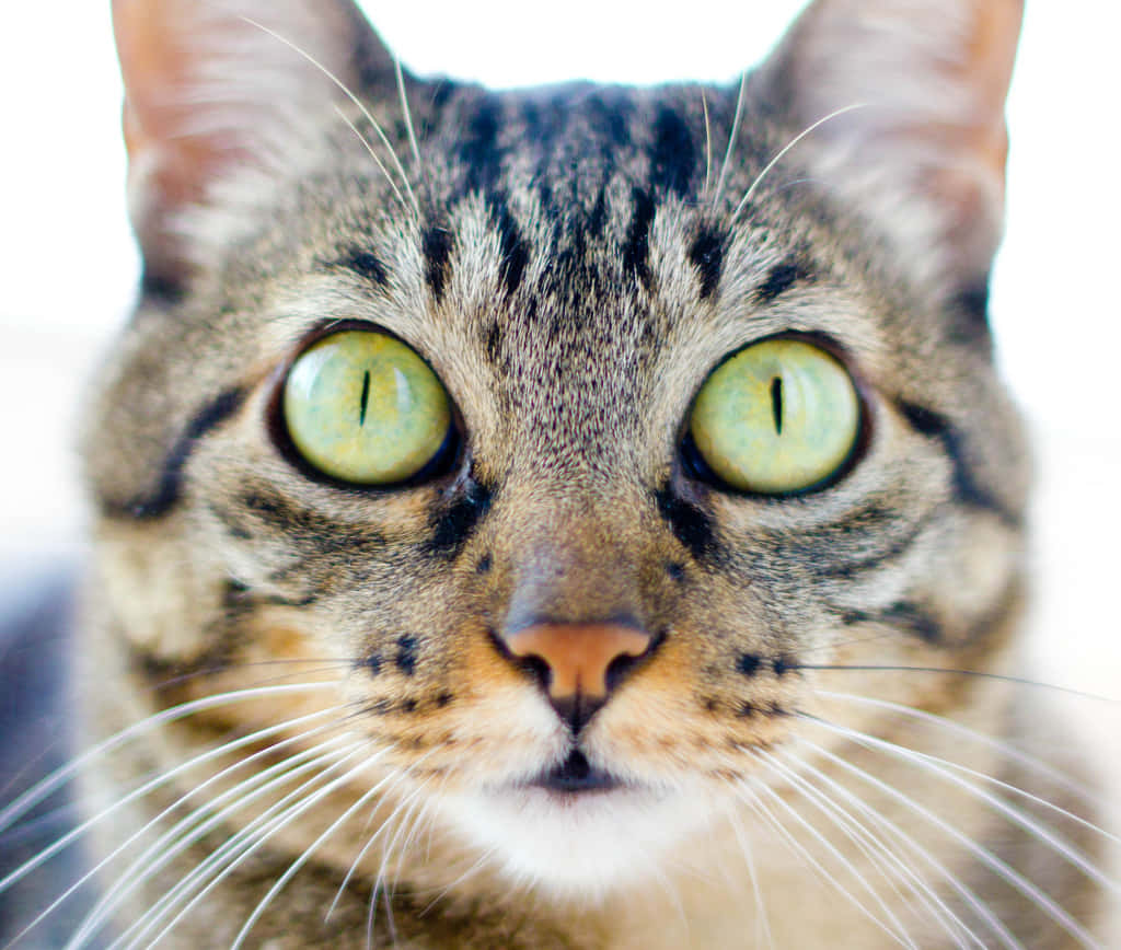 Brazilian Shorthair 桌布 壁紙 — 虎斑貓的強烈綠色眼睛特寫，直視鏡頭，背景為明亮的白色。