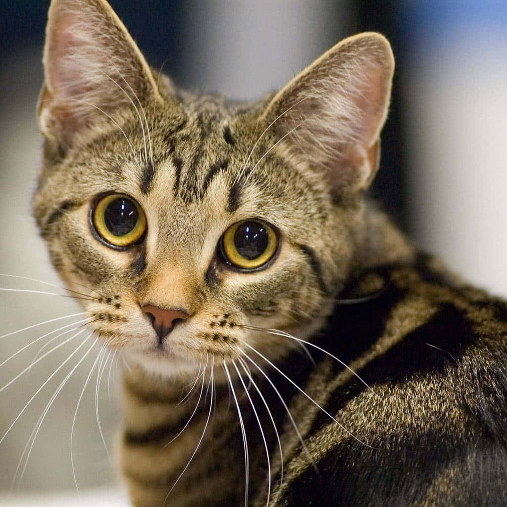 European Shorthair 桌布 壁紙 — 虎斑貓的特寫，擁有引人注目的黃色眼睛，專注地凝視著相機。