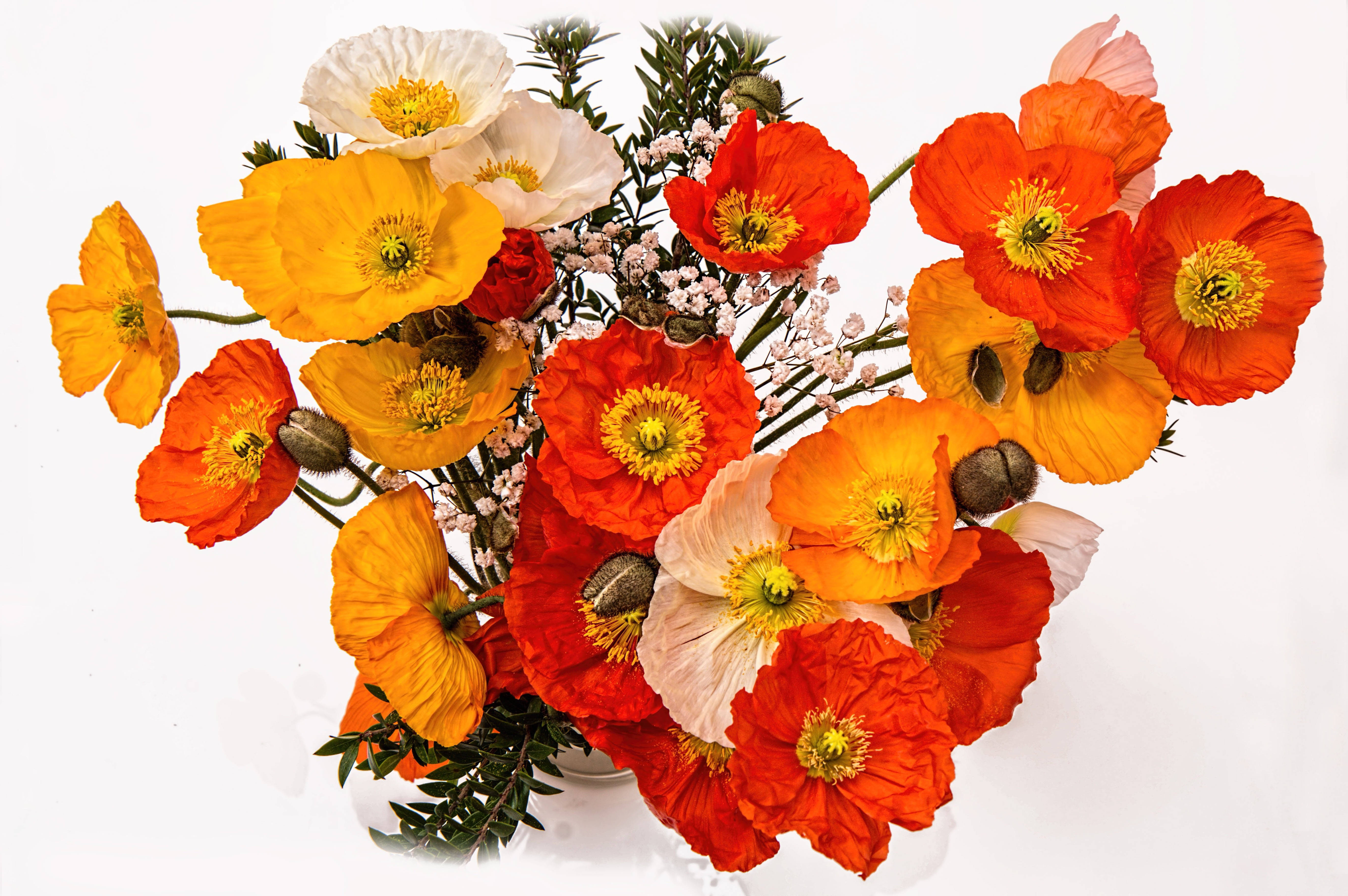 虞美人花束 壁紙 — 鮮豔的橙、紅、白色罌粟花束，配以綠色花莖和滿天星，襯托在潔白背景上。