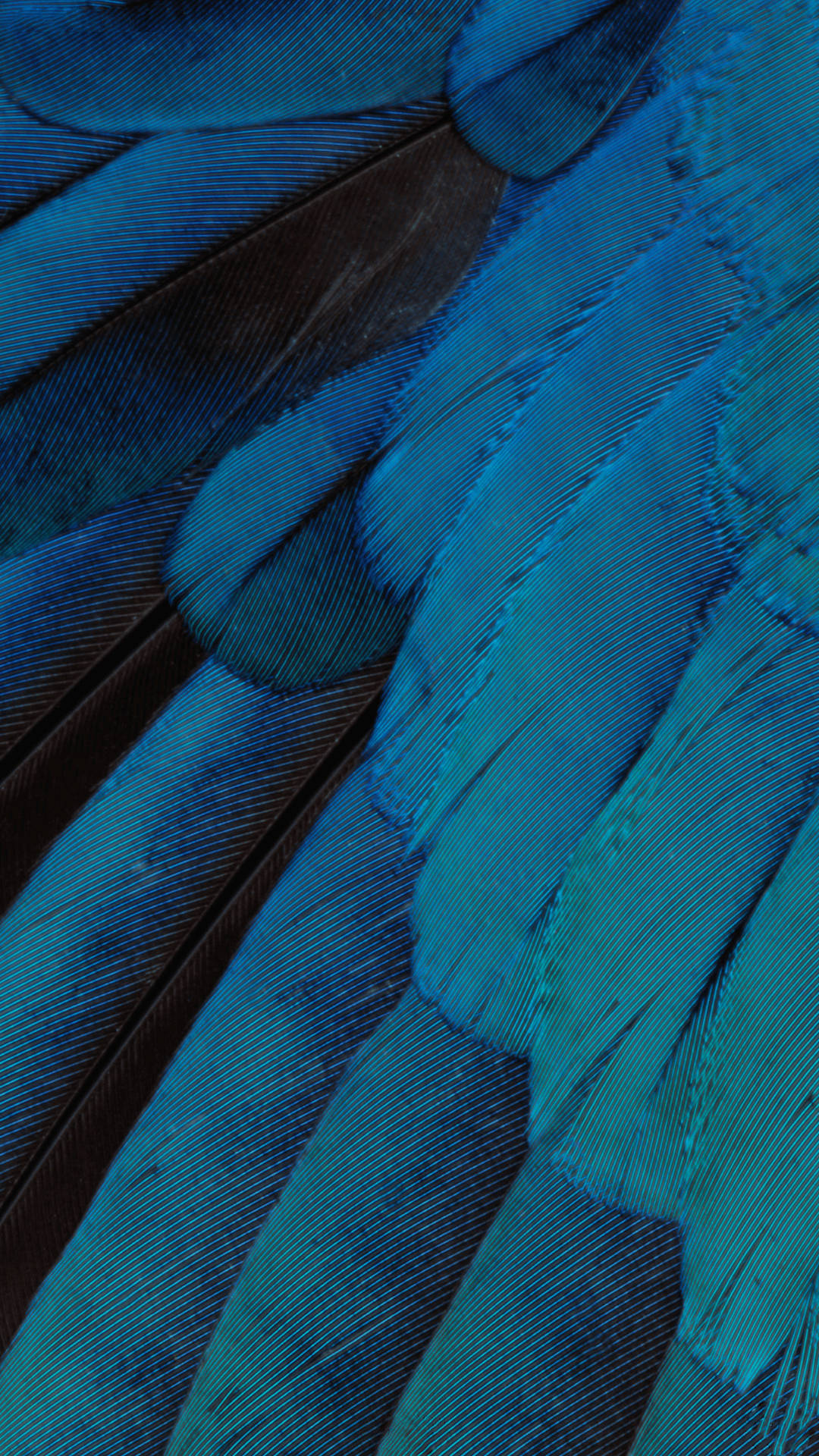 鮮豔藍色鳥類羽毛的特寫，帶有深棕色點綴和精細的羽枝細節。