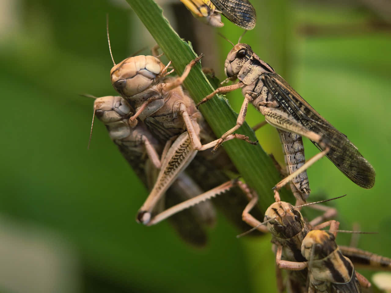 Grasshopper 桌布 壁紙 — 蚱蜢緊貼綠色草葉的特寫，細節紋理和自然光線。