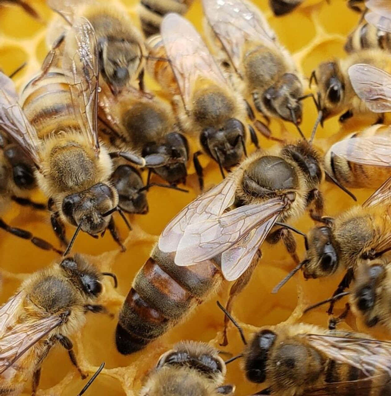 蜜蜂在蜂巢中的金黃色蜂巢上工作。