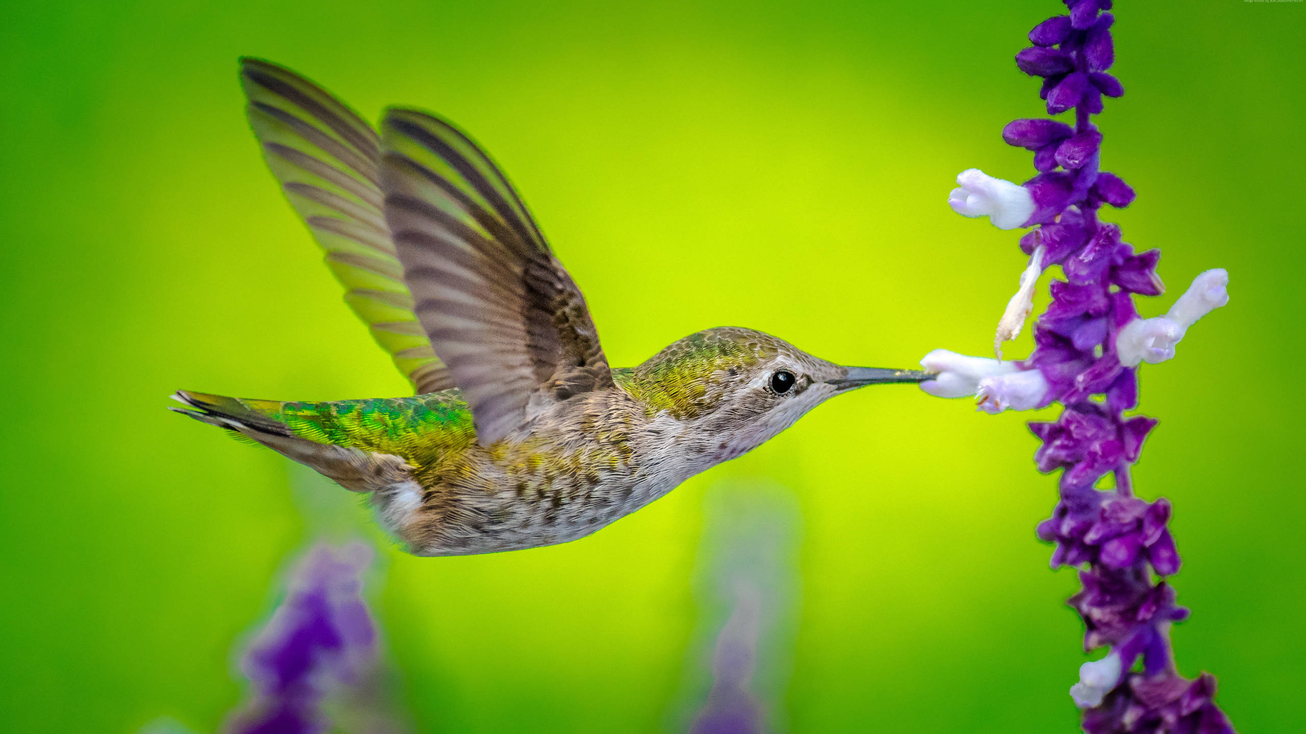 蜂鳥停駐紫花 壁紙 — 一隻蜂鳥在半空中盤旋，從一朵鮮豔的紫色花中吸取花蜜，背景是明亮的綠色模糊效果。