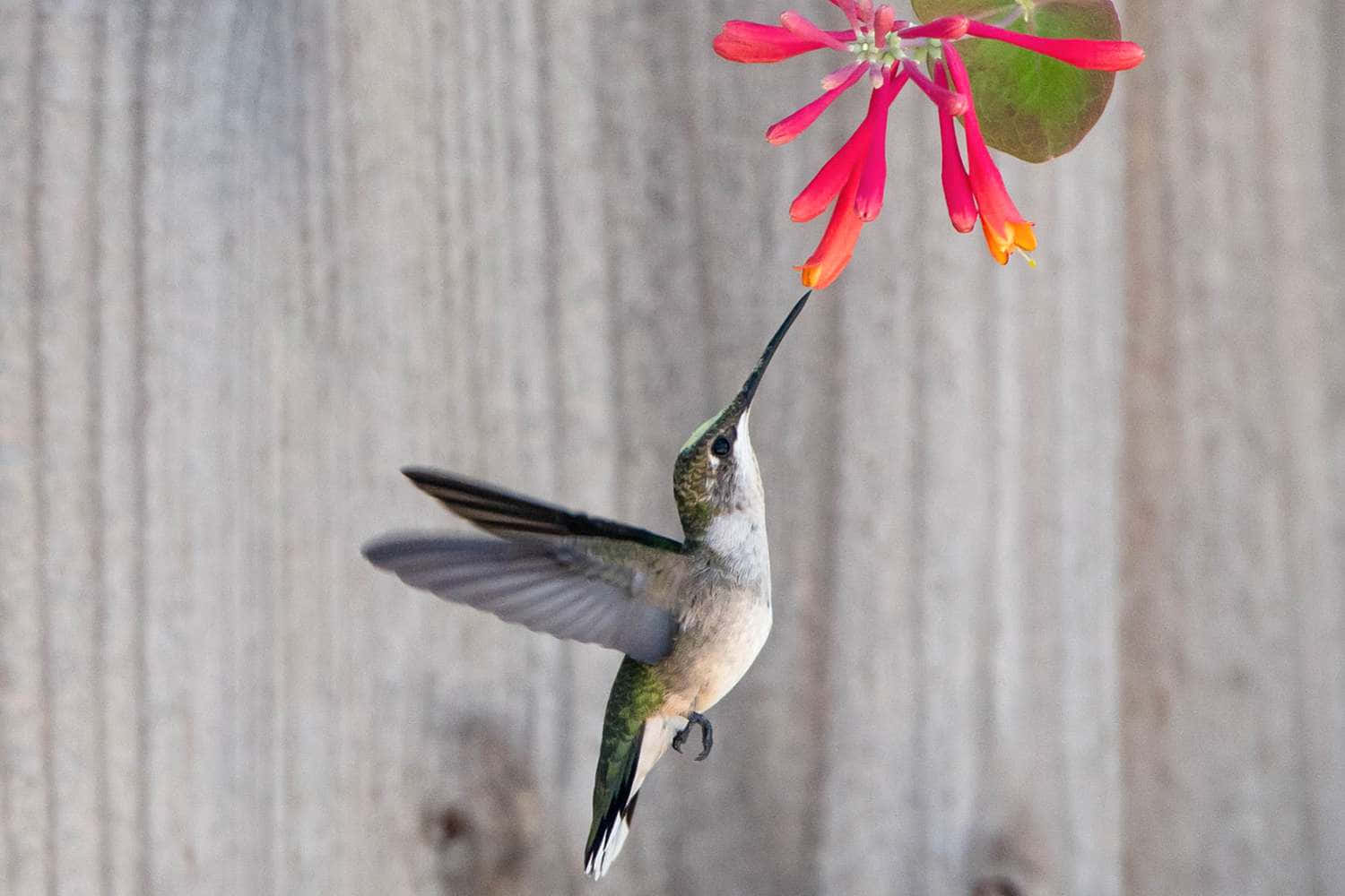 蜂鳥圖片 壁紙