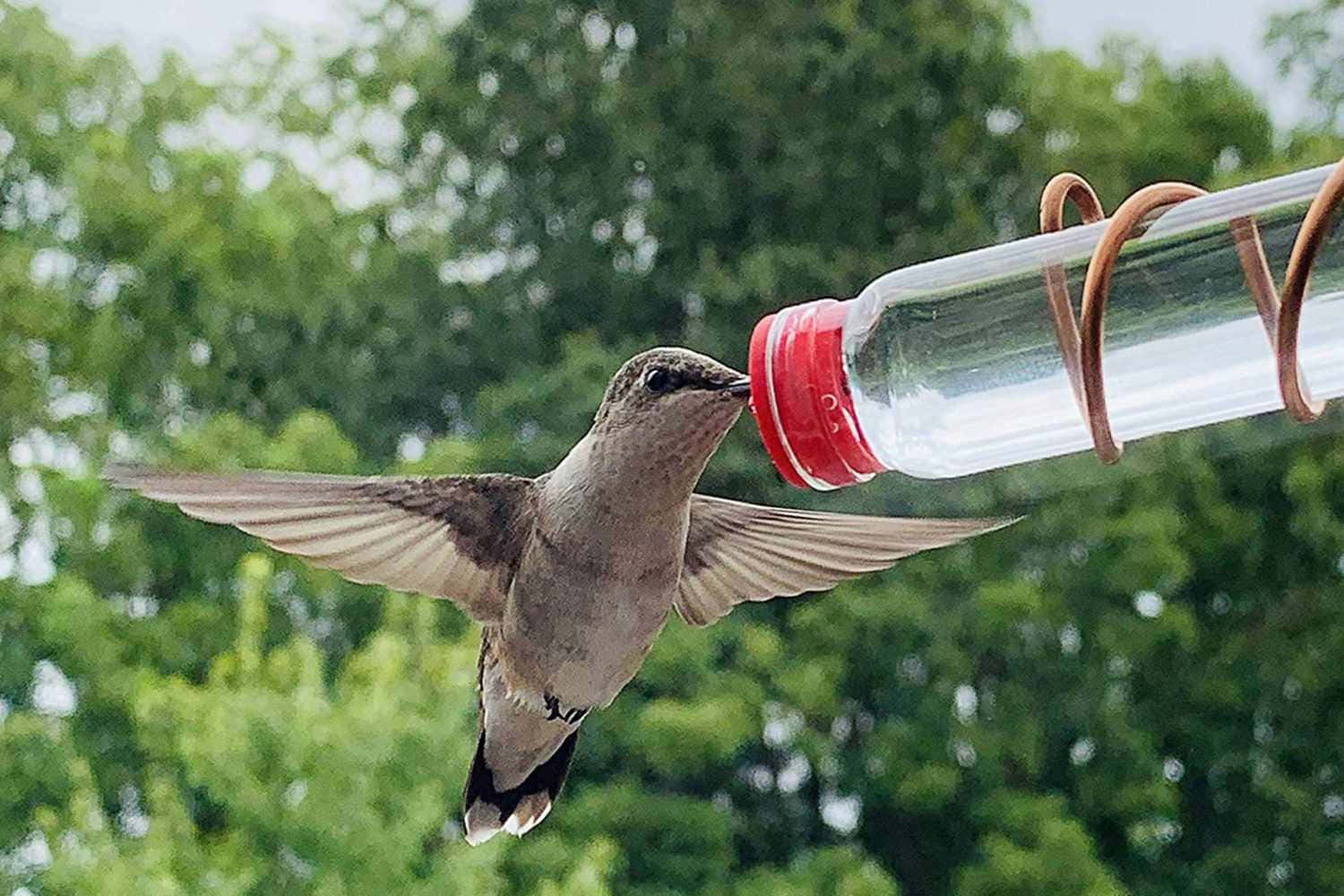 蜂鳥圖片 壁紙