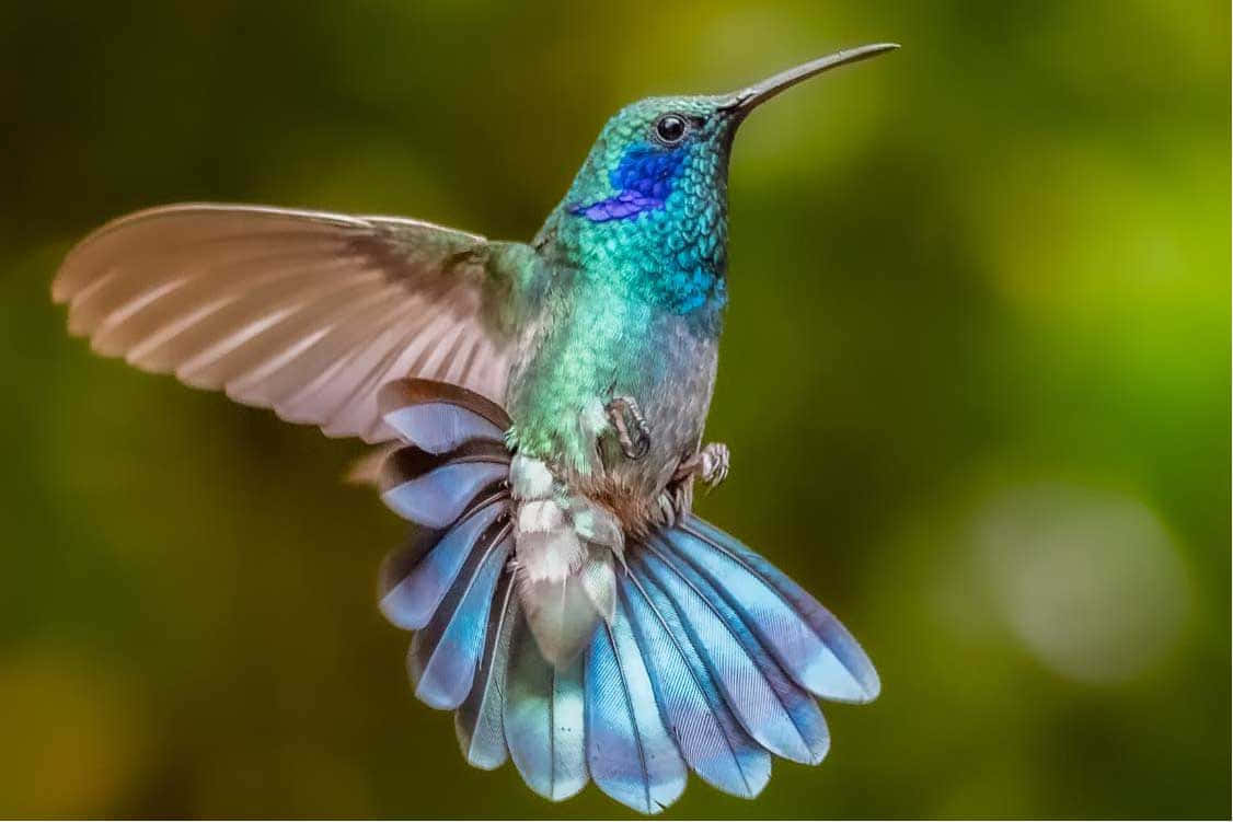 蜂鳥圖片 壁紙