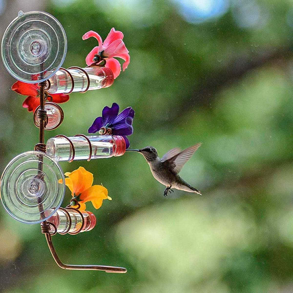 蜂鳥圖片 壁紙