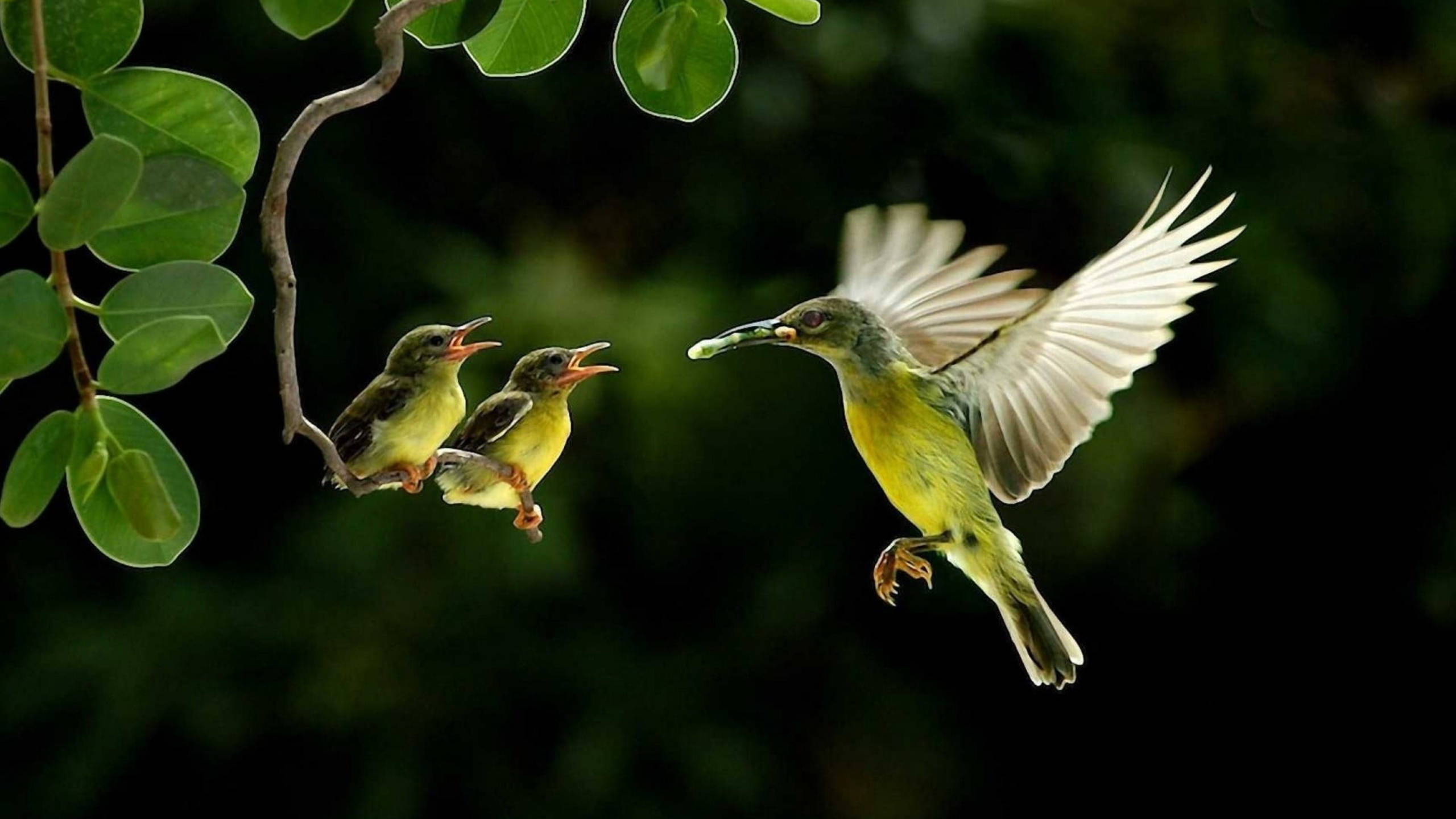 蜂鳥餵養幼鳥 壁紙 — 一隻黃色鳥在飛行中將食物送給兩隻棲息在樹枝上的雛鳥，背景是深綠色。