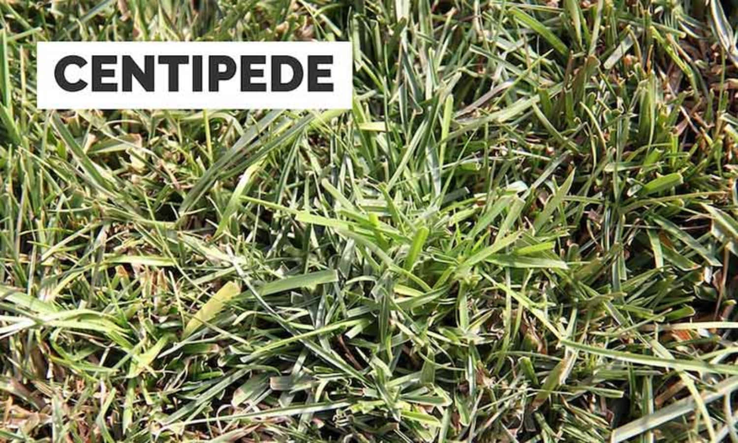 蜈蚣草的特寫，帶有文字疊加層，顯示 CENTIPEDE。