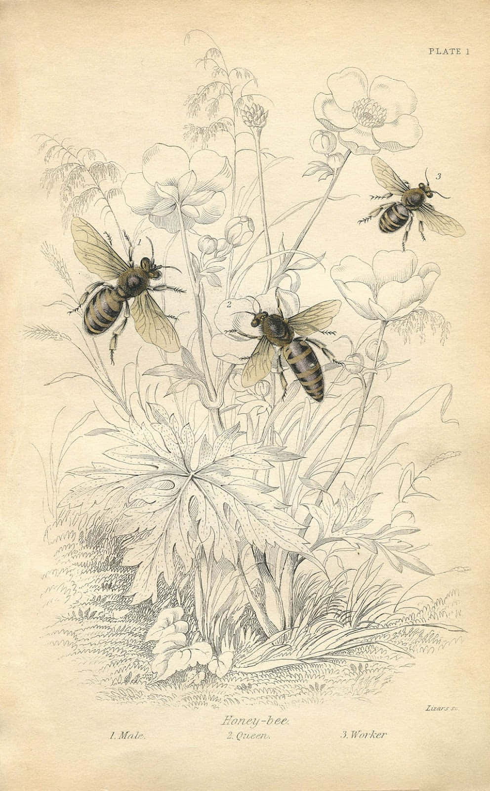 復古科學插圖，描繪雄蜂、蜂王和工蜂在銀蓮花中。
