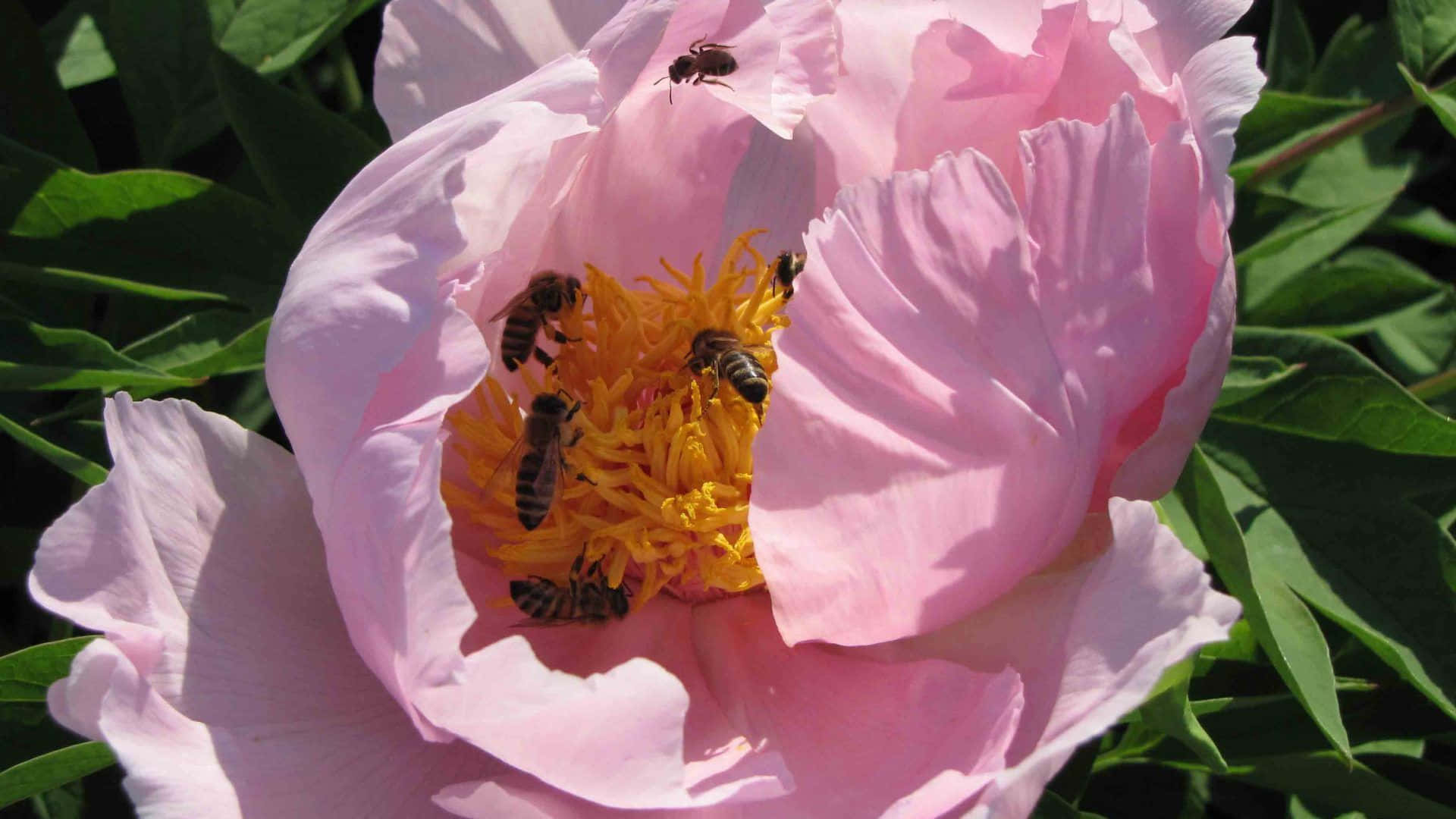 Peony 桌布 壁紙 — 蜜蜂在陽光普照下，從一朵大粉紅色牡丹花的鮮黃色花心採集花蜜。