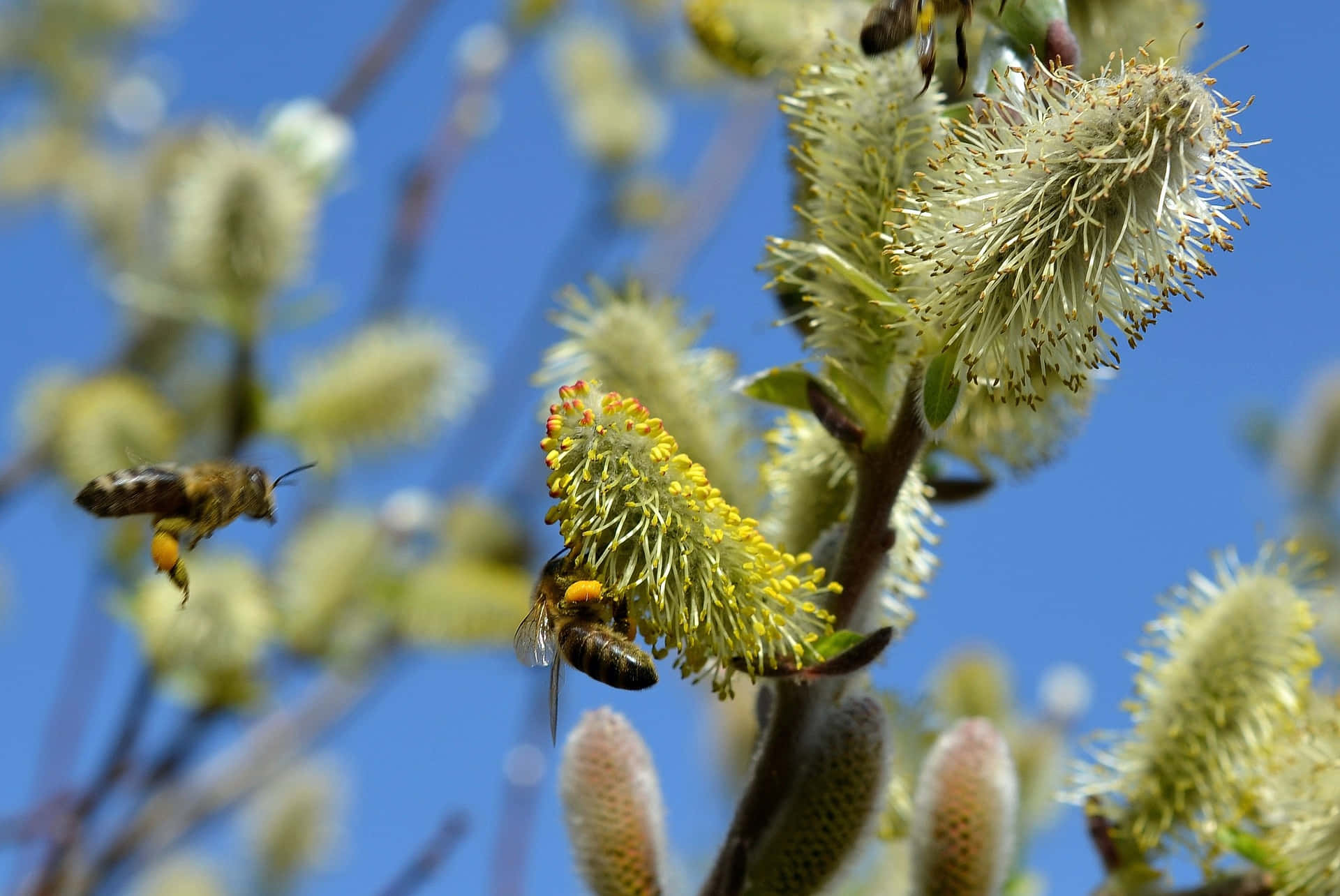 Spring Bees 桌布 壁紙 — 蜜蜂在鮮豔的藍天下盤旋並降落在毛茸茸的黃色柳絮上。