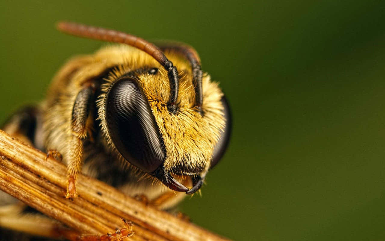 蜜蜂相片 壁紙
