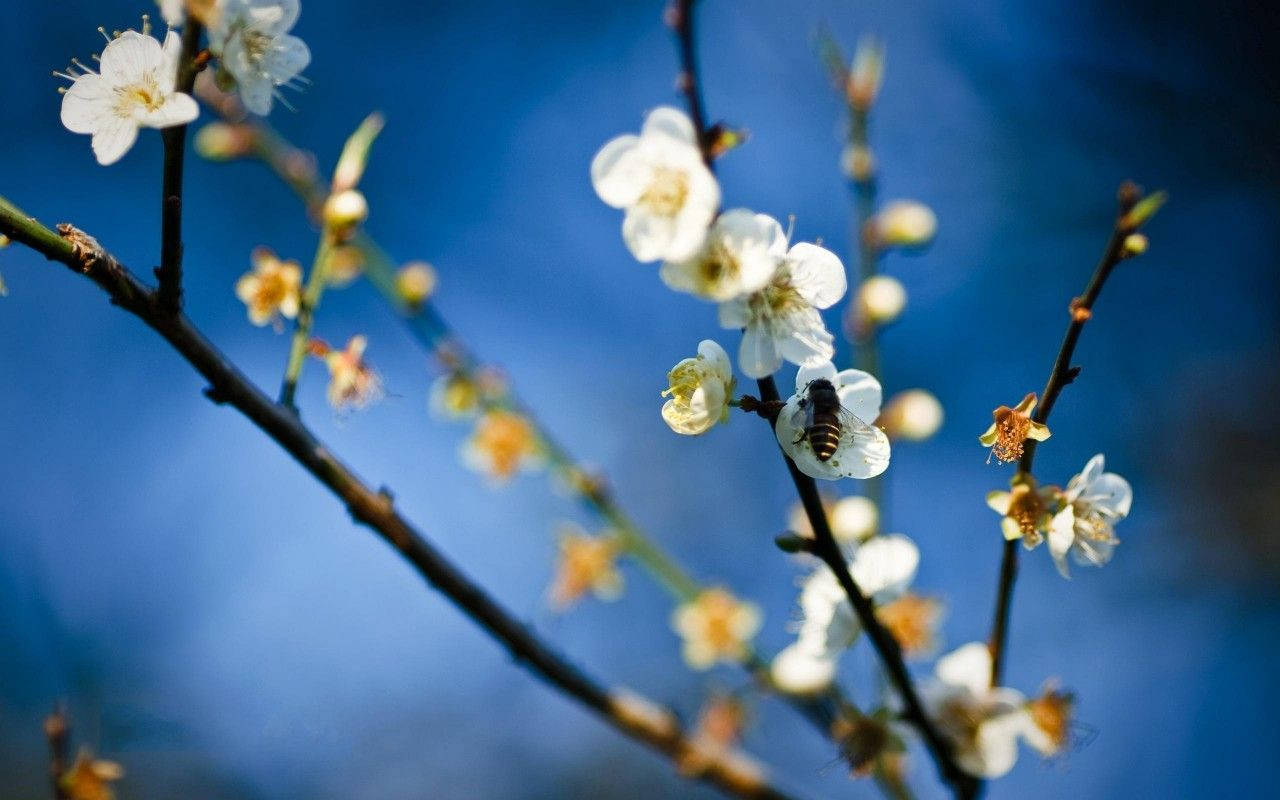 藍天下白花上的蜜蜂