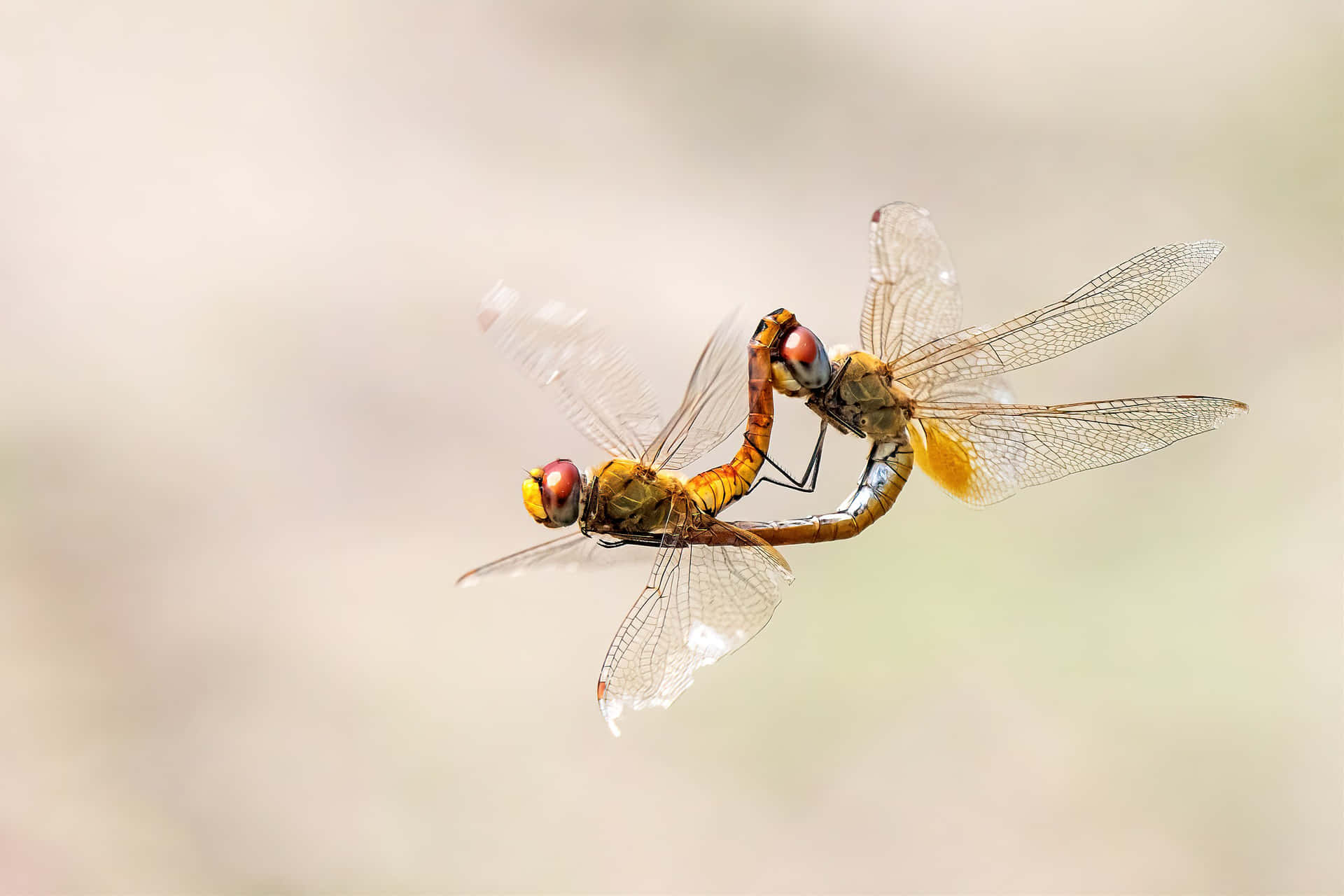 兩隻蜻蜓在飛行中交配，翅膀細節清晰，身體明亮。