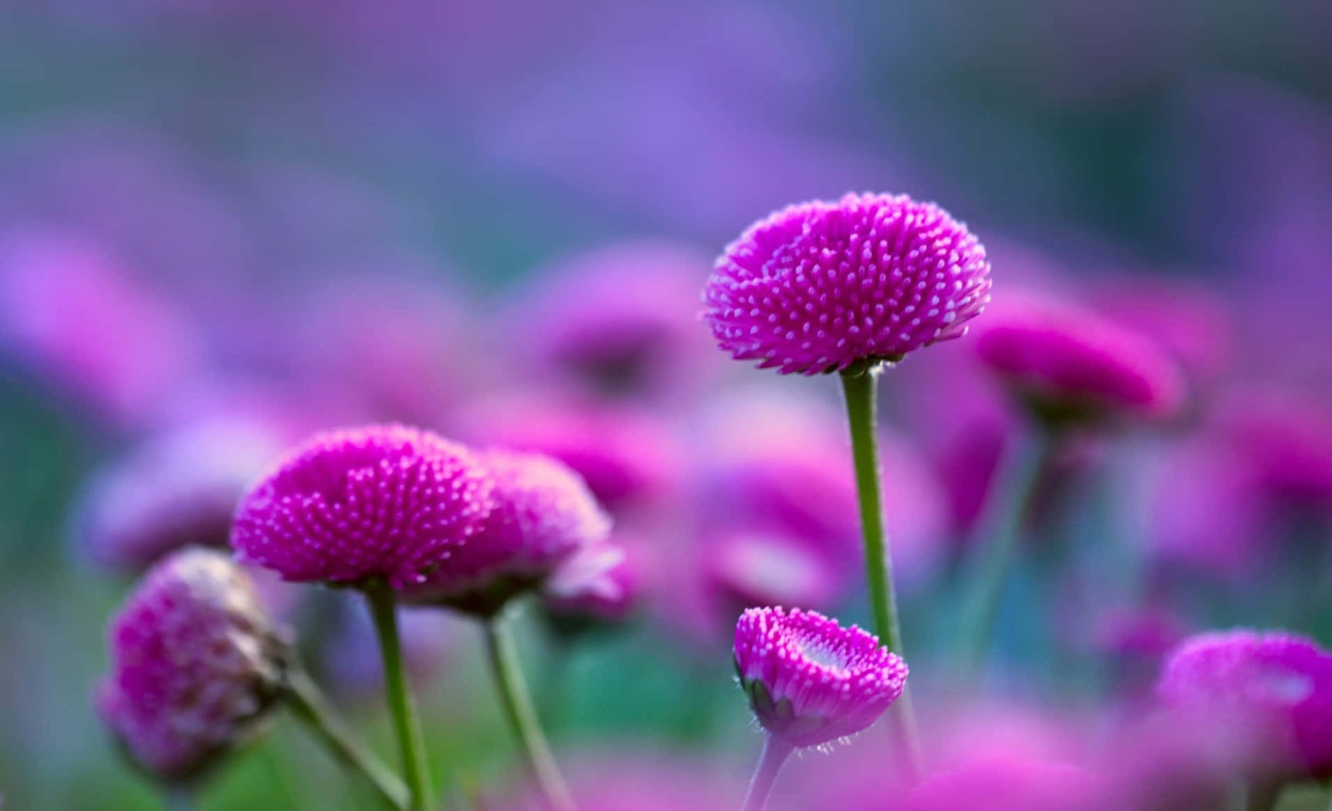 蜿蜒溪流穿過寧靜景觀 壁紙 — 充滿活力的粉紅色球莧菜花在夢幻般的紫色和綠色背景下以柔和焦點盛開。