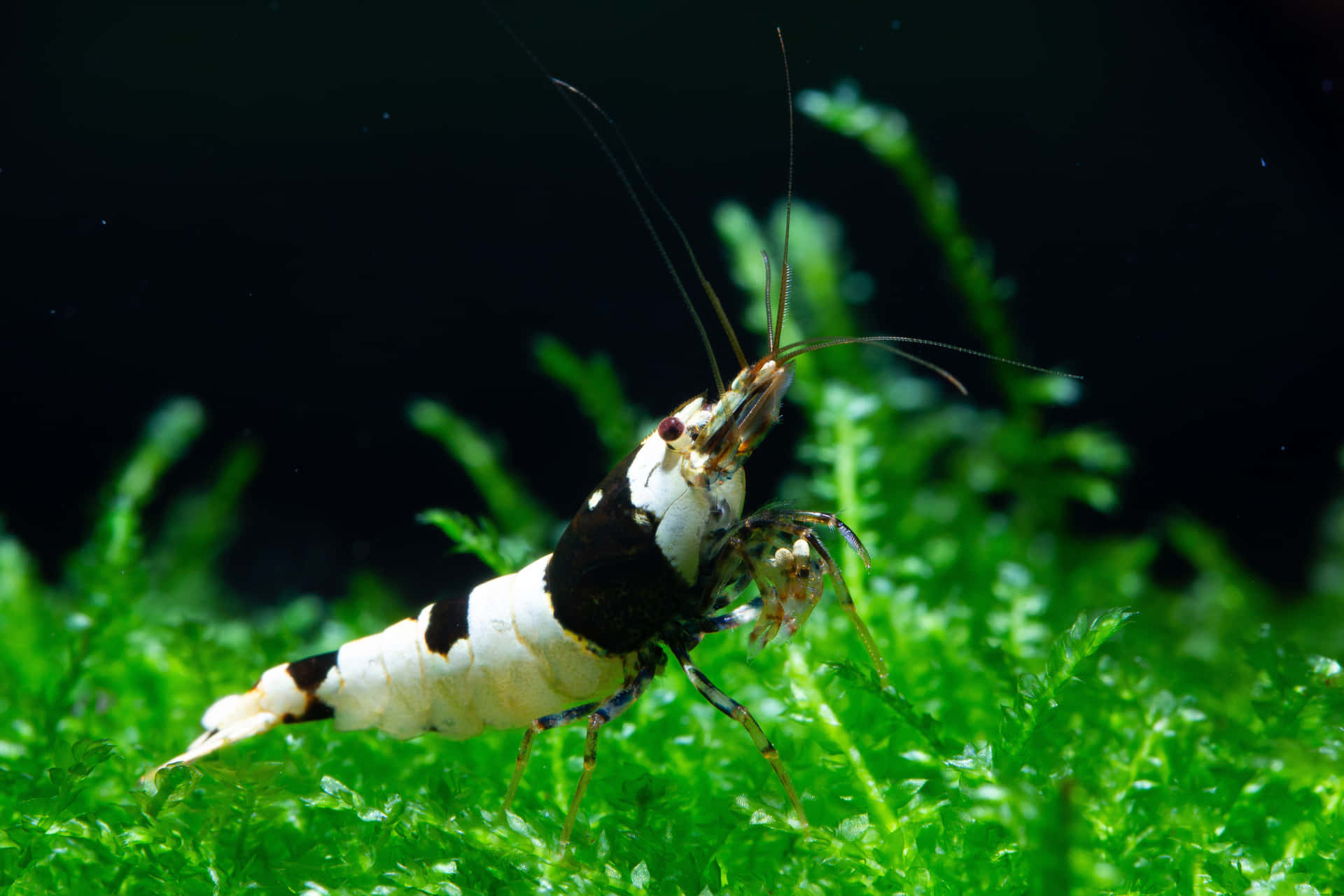 水族箱中綠色苔蘚上的黑白蝦