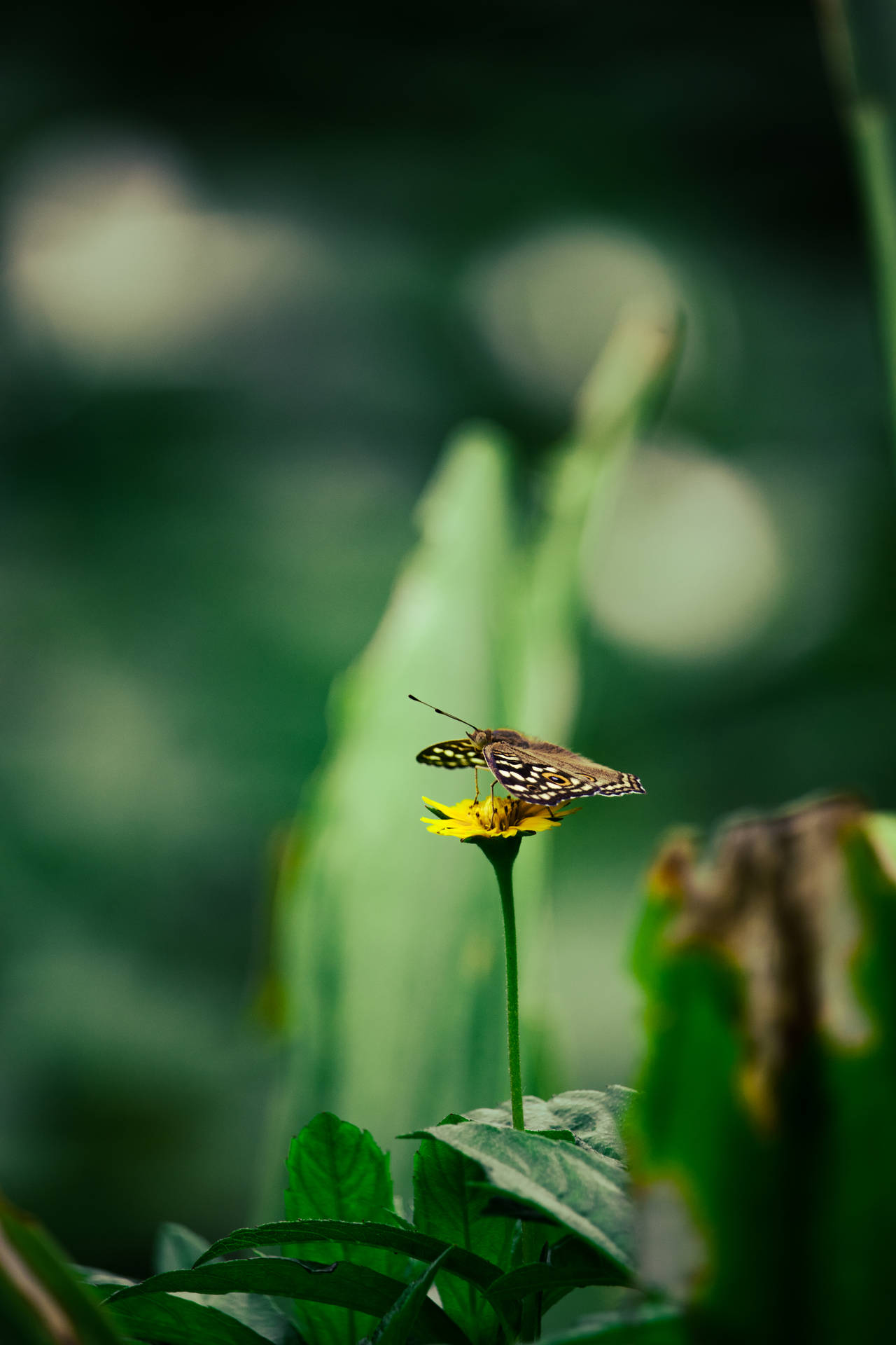 蝴蝶在鬱鬱蔥蔥的綠色花園中停歇在黃色花朵上。 — 唯美蝴蝶動圖 壁紙