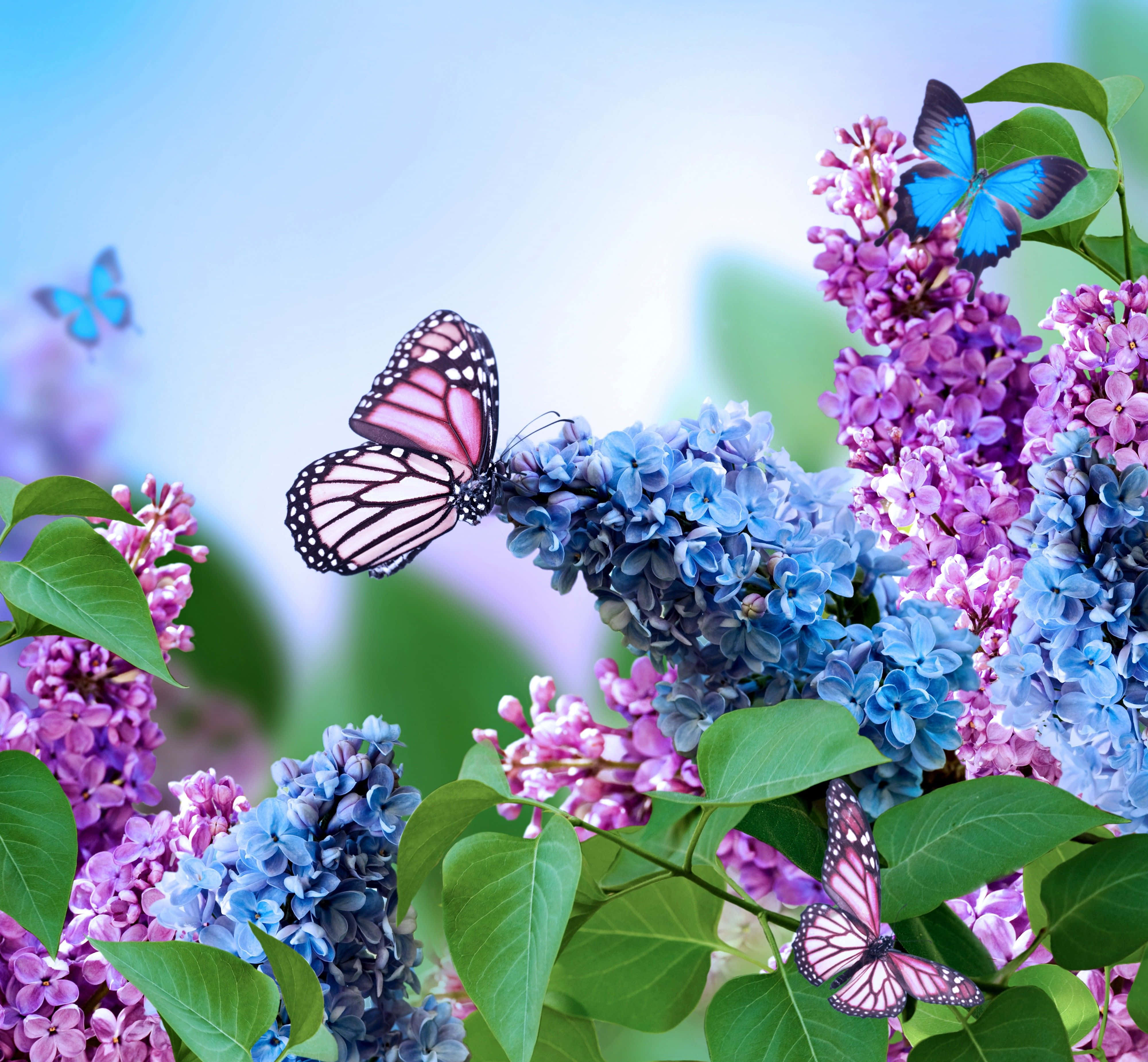 Spring Butterflies 桌布 壁紙 — 蝴蝶在柔和天空下，於鮮豔的藍色和粉紅色丁香花叢中翩翩飛舞。