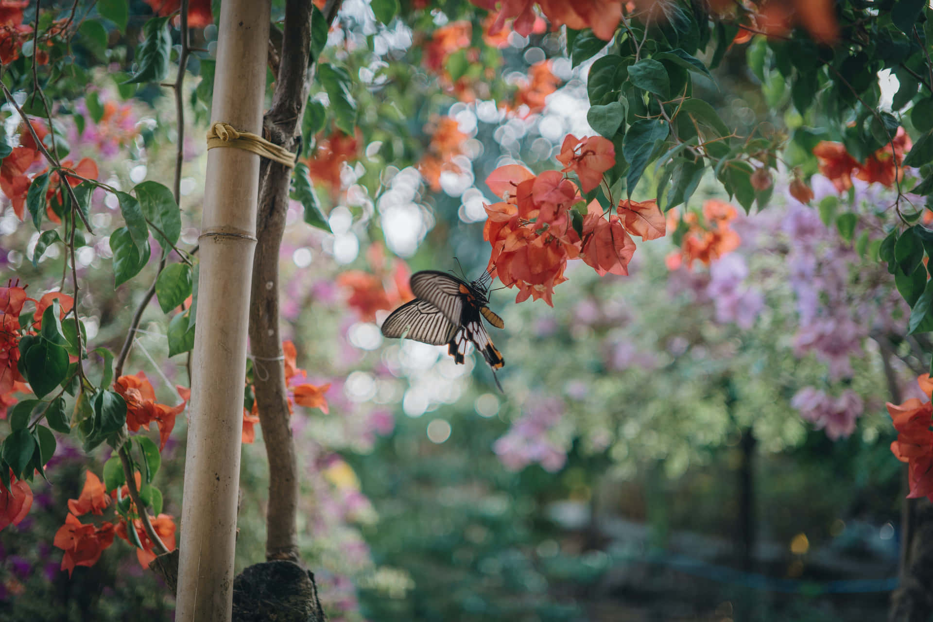 蝴蝶美學圖片
