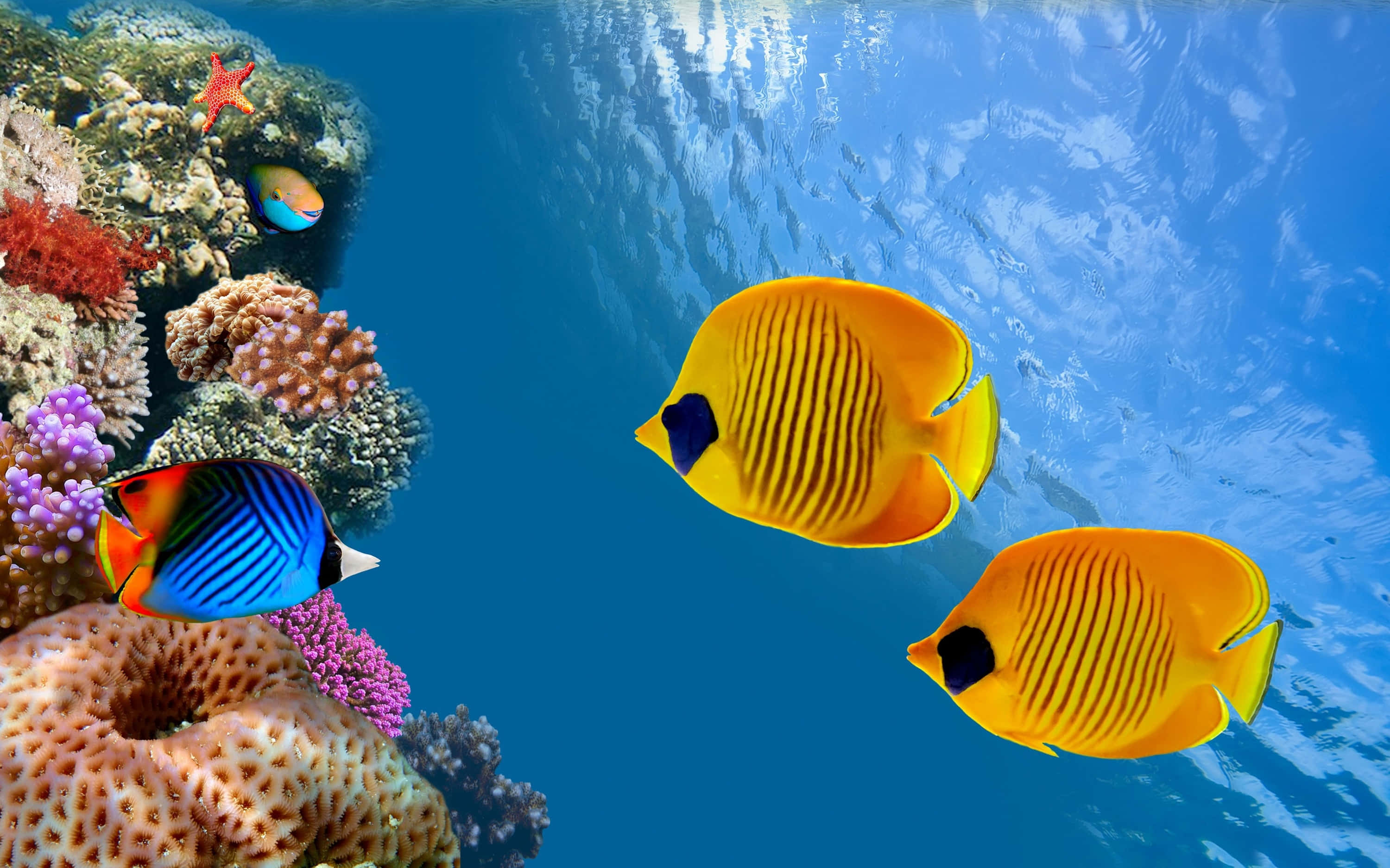 蝴蝶魚水族箱背景 壁紙 — 鮮黃色和藍色的蝴蝶魚在明亮藍色海水下的色彩繽紛珊瑚礁附近優雅地游動。