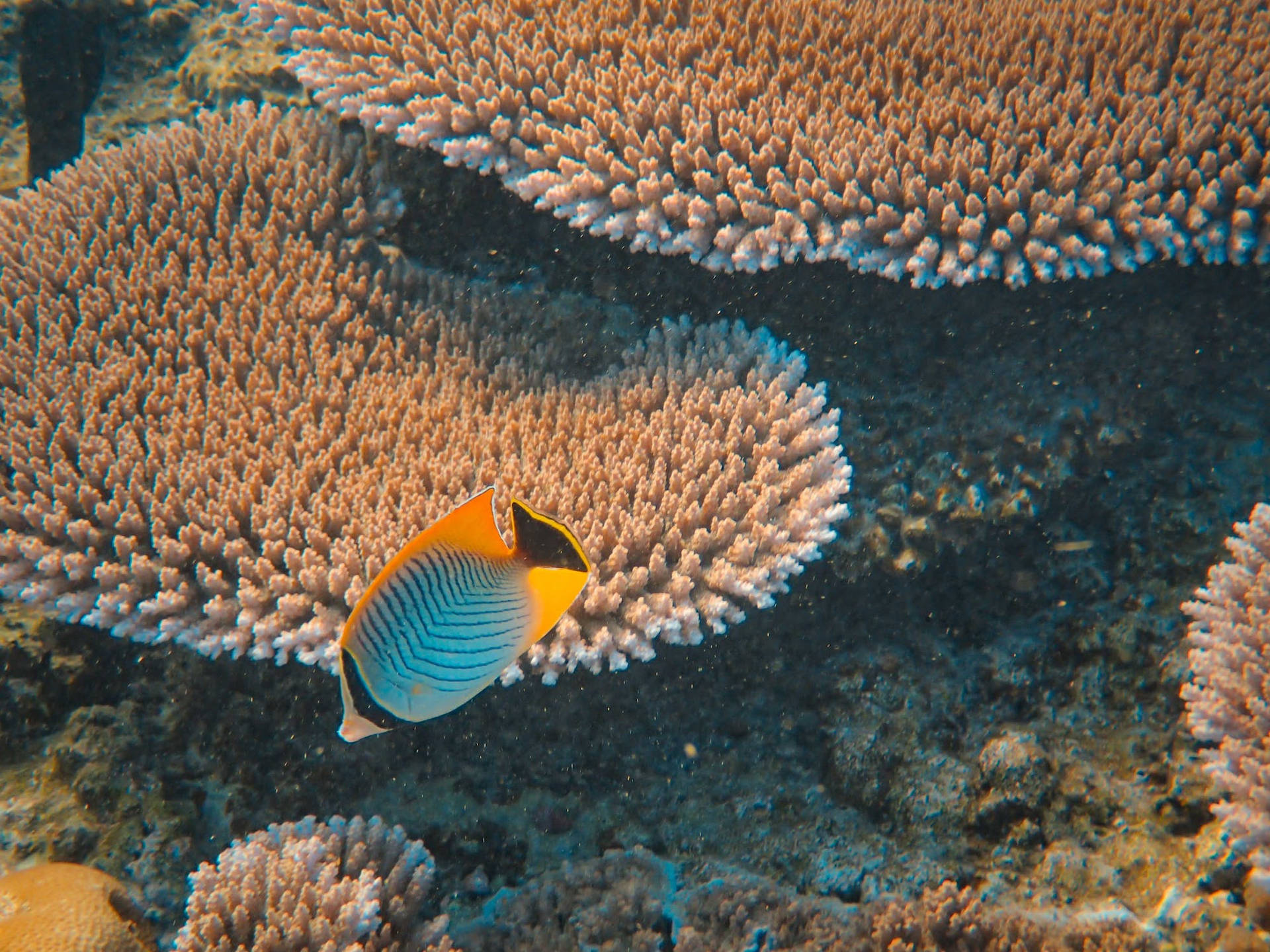 蝴蝶魚在清澈的藍色海水中靠近珊瑚礁滑行